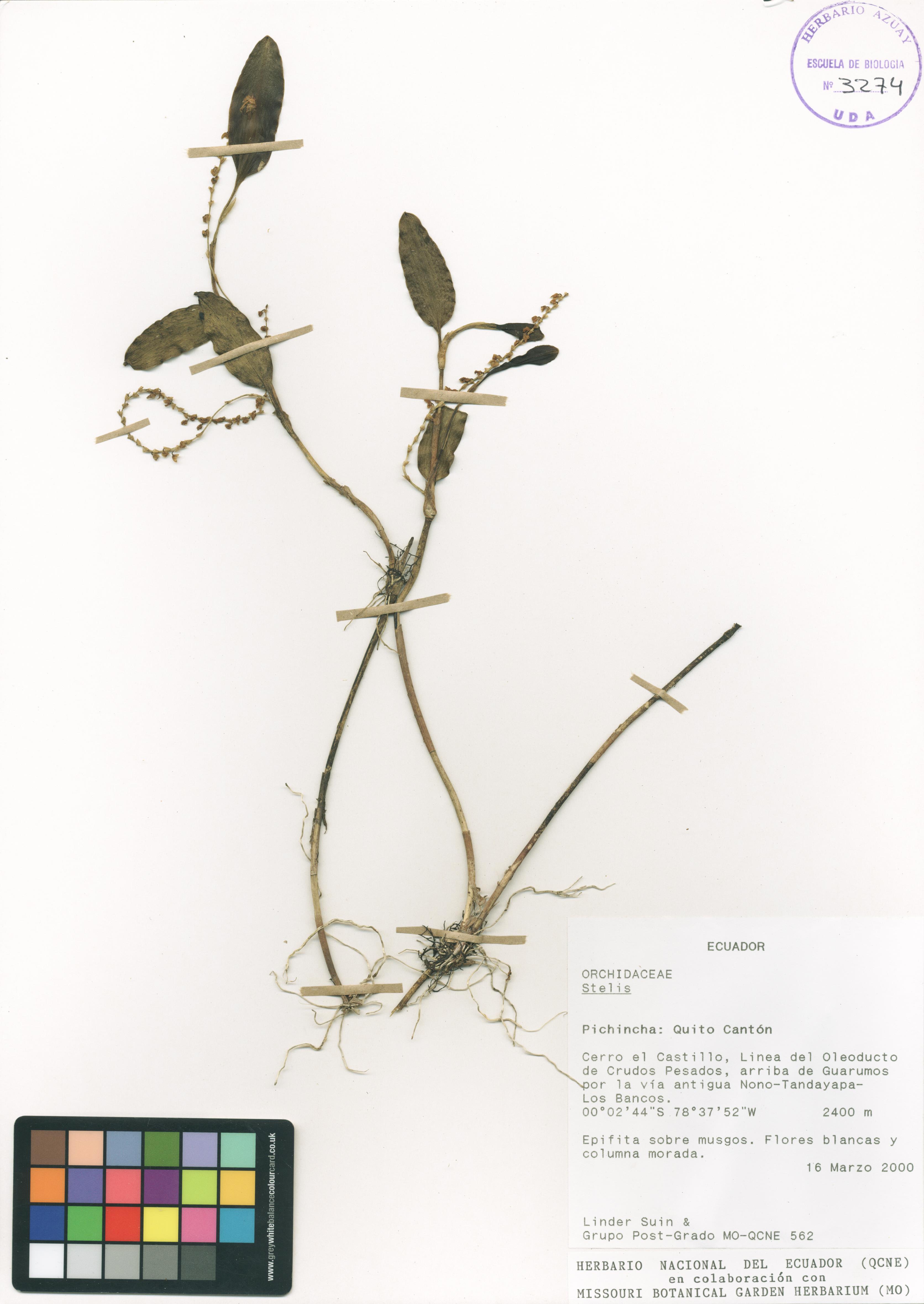 Stelis sp. SIN DETERMINAR