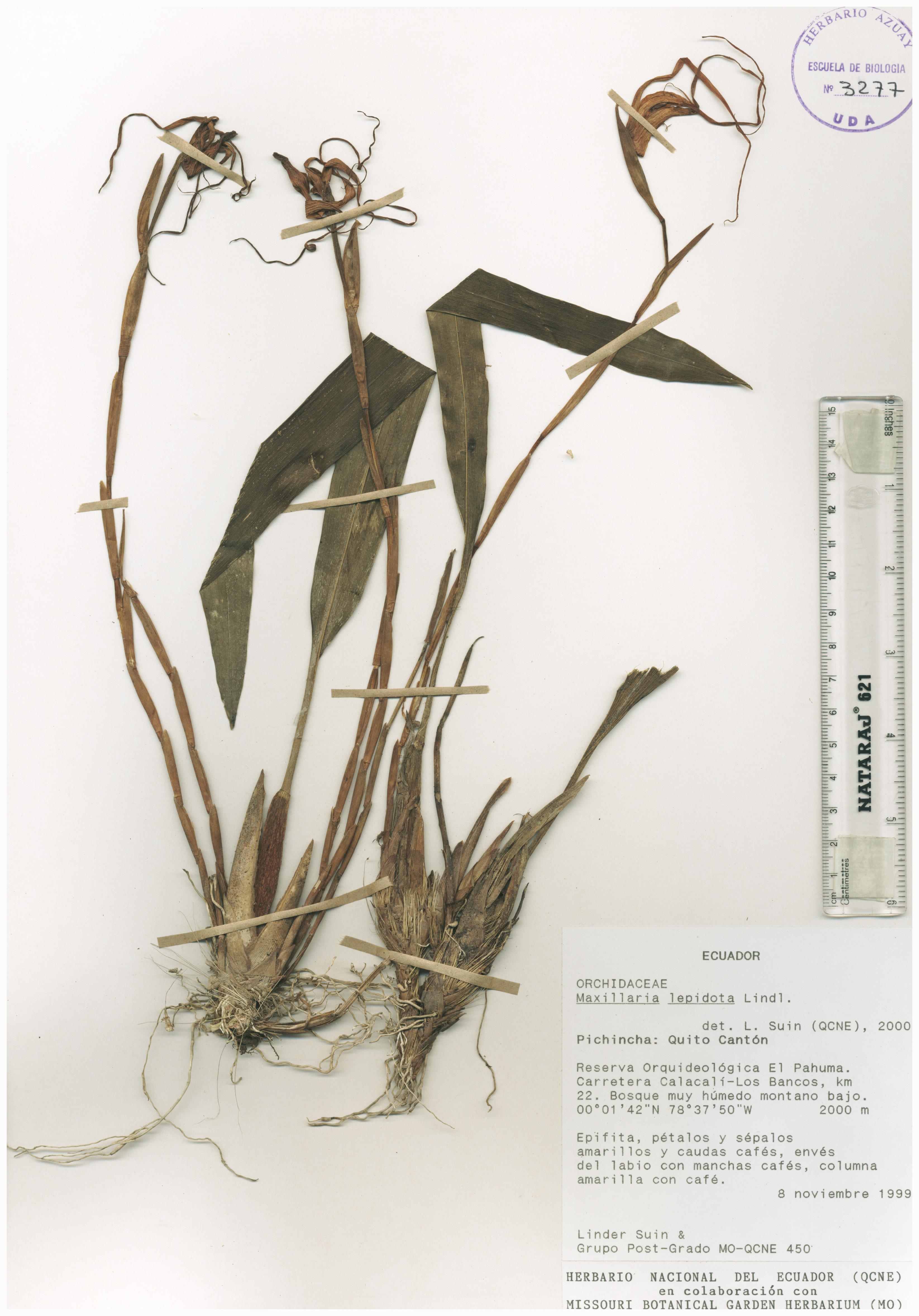 Maxillaria lepidota Lindl.