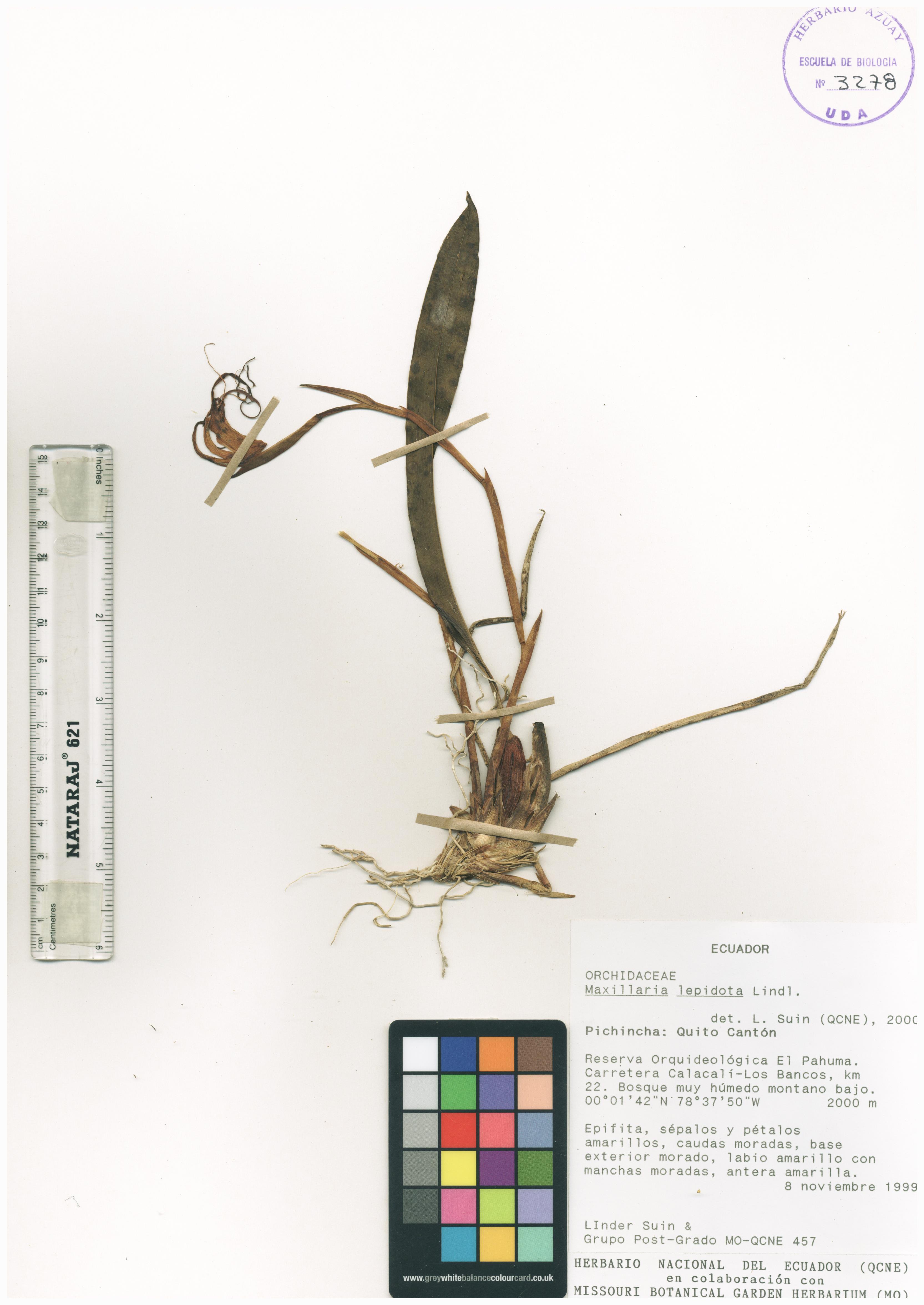 Maxillaria lepidota Lindl.