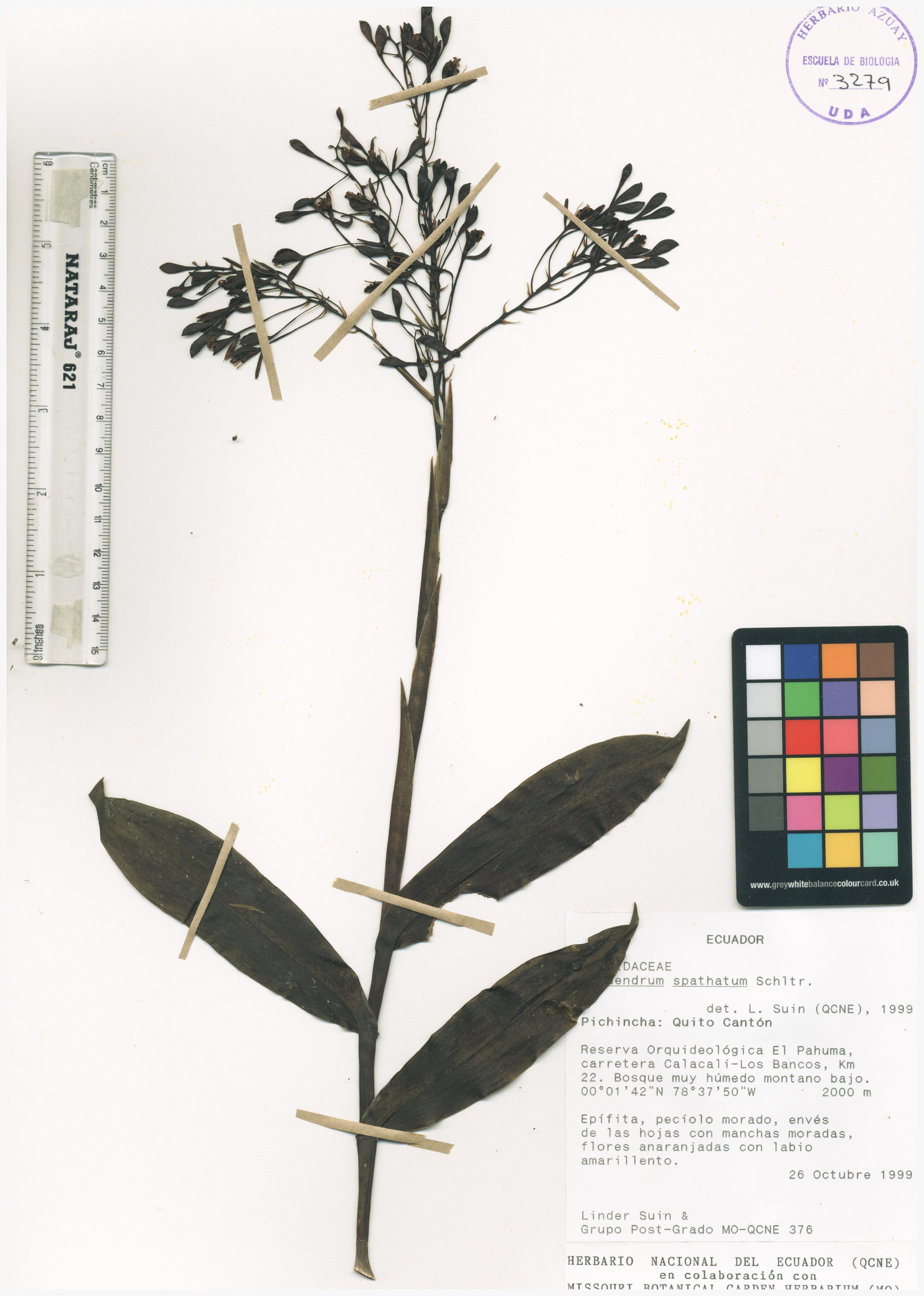 Epidendrum spathatum Schltr.