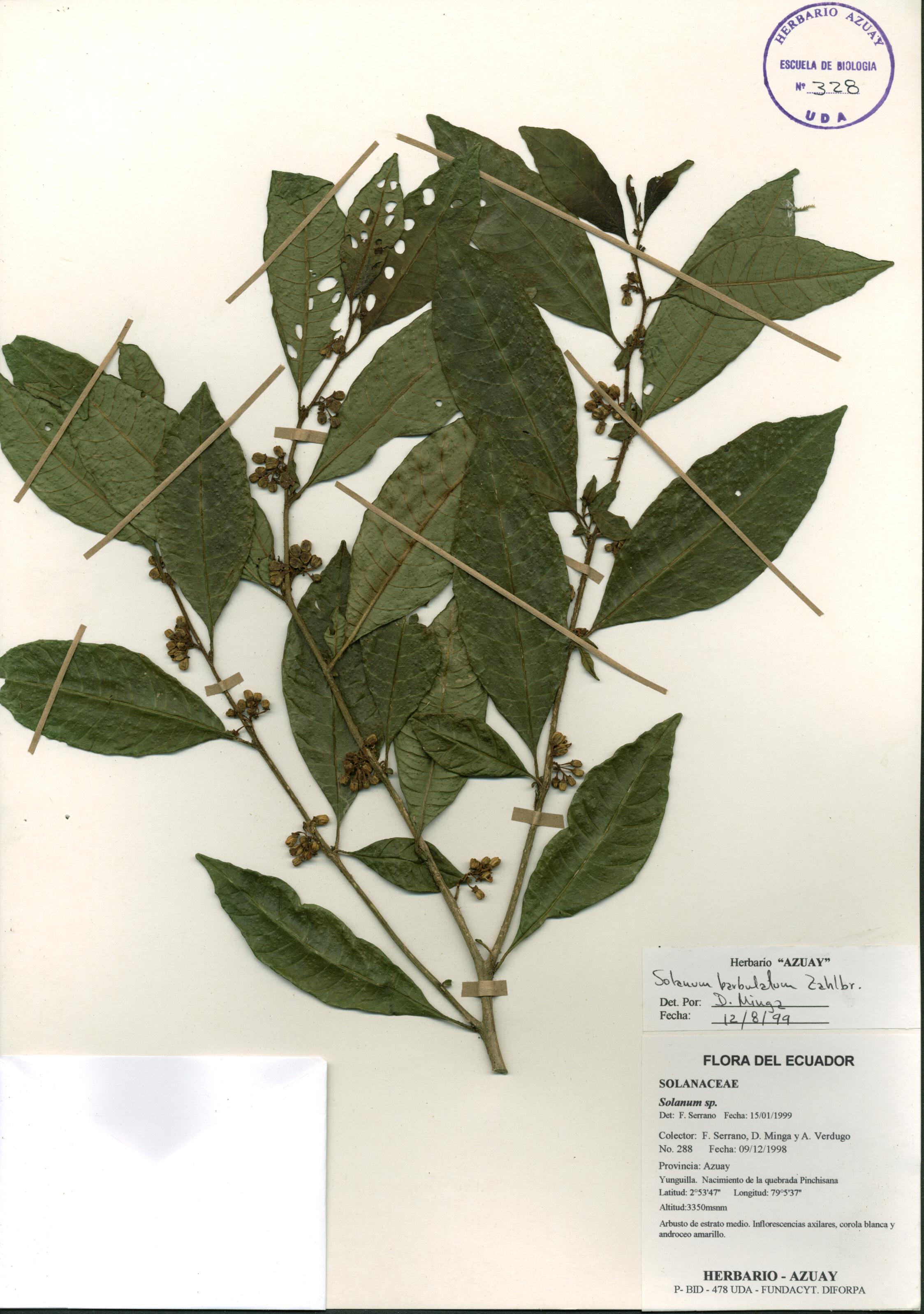 Solanum barbulatum Zahlbr.