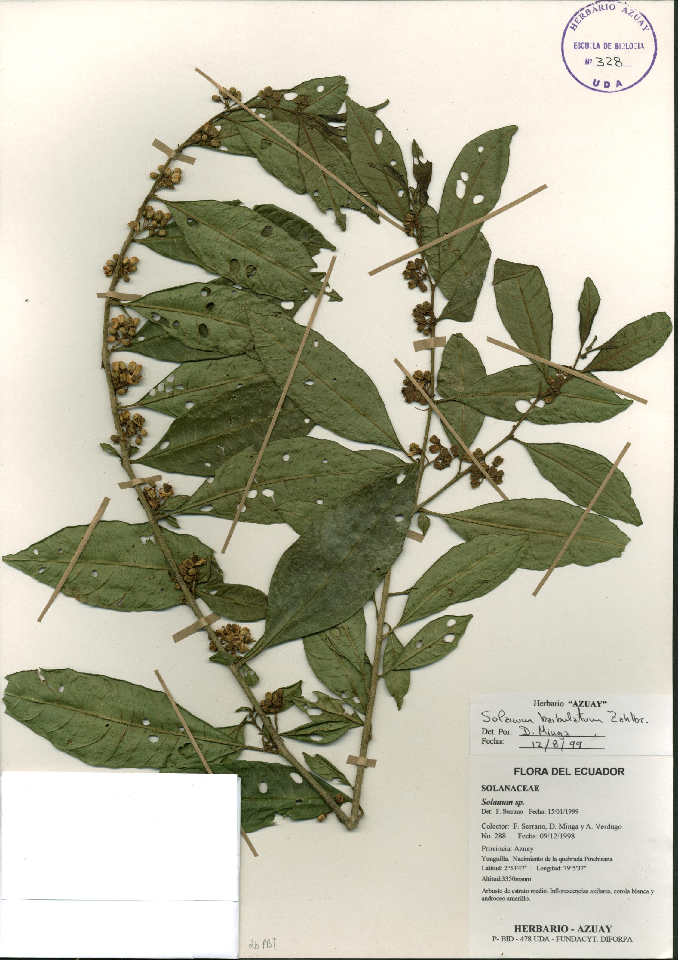 Solanum barbulatum Zahlbr.