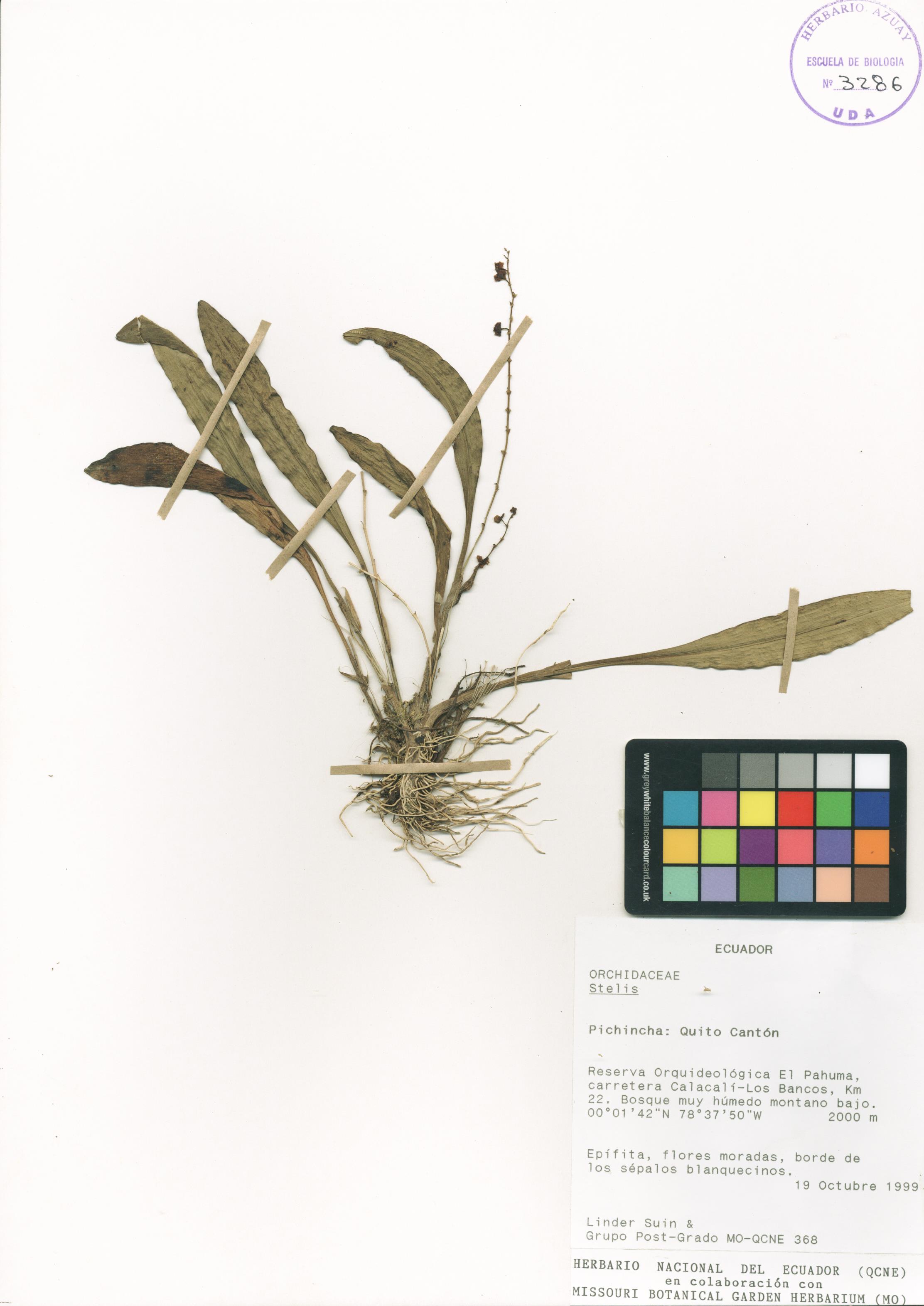 Stelis sp. SIN DETERMINAR
