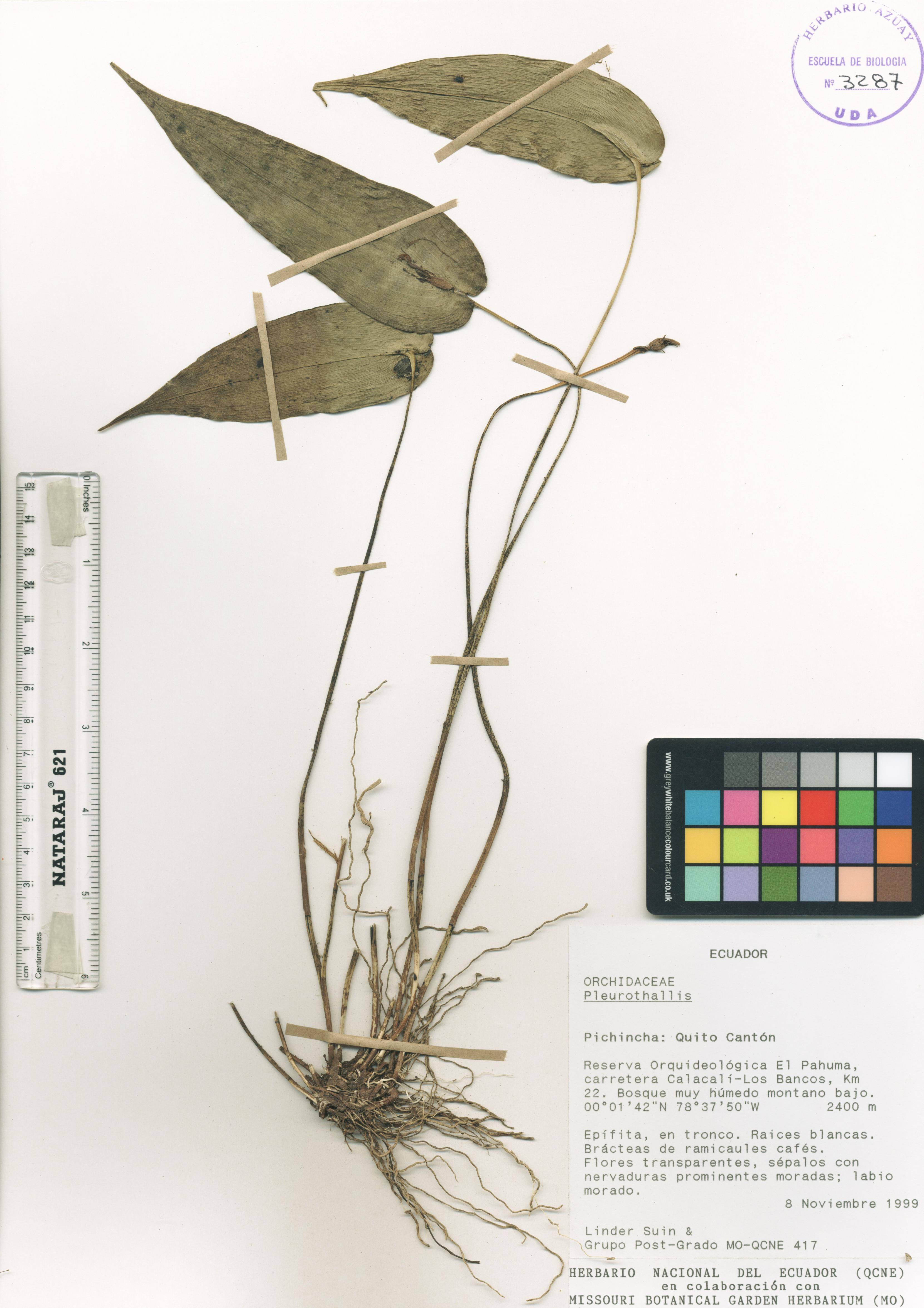 Pleurothallis sp. SIN DETERMINAR
