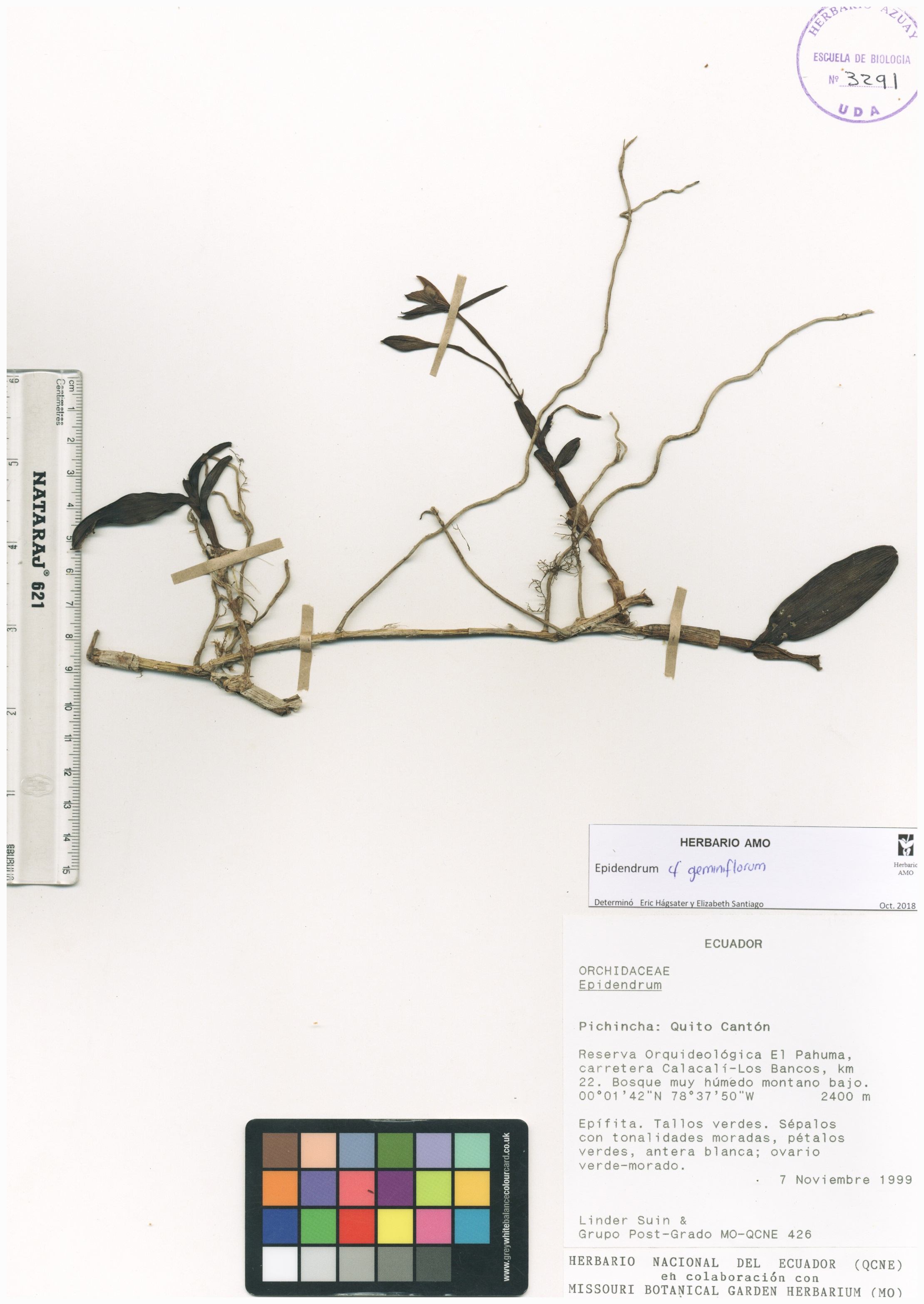Epidendrum geminiflorum Kunth