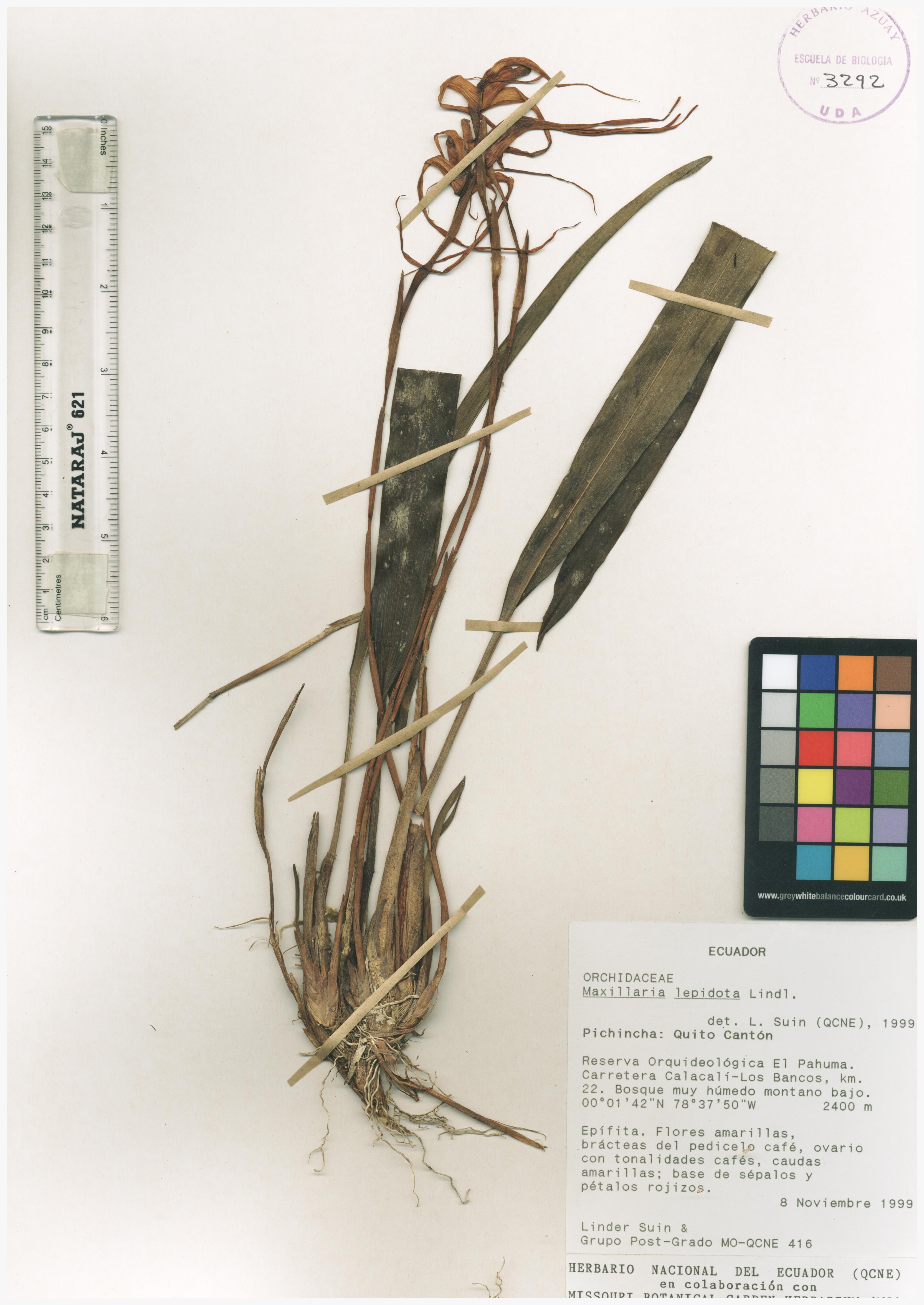 Maxillaria lepidota Lindl.