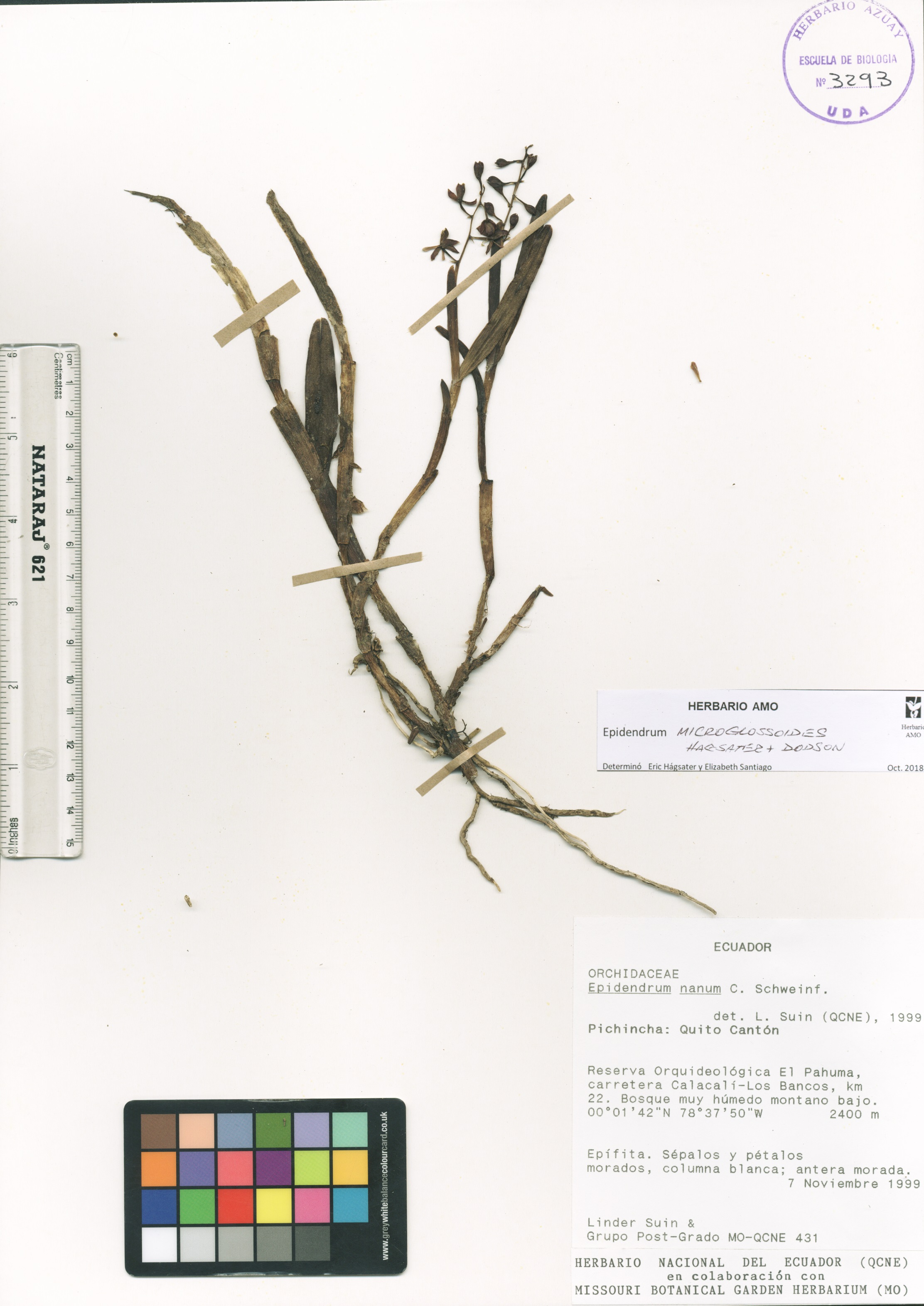 Epidendrum microglossoides Hágsater & Dodson
