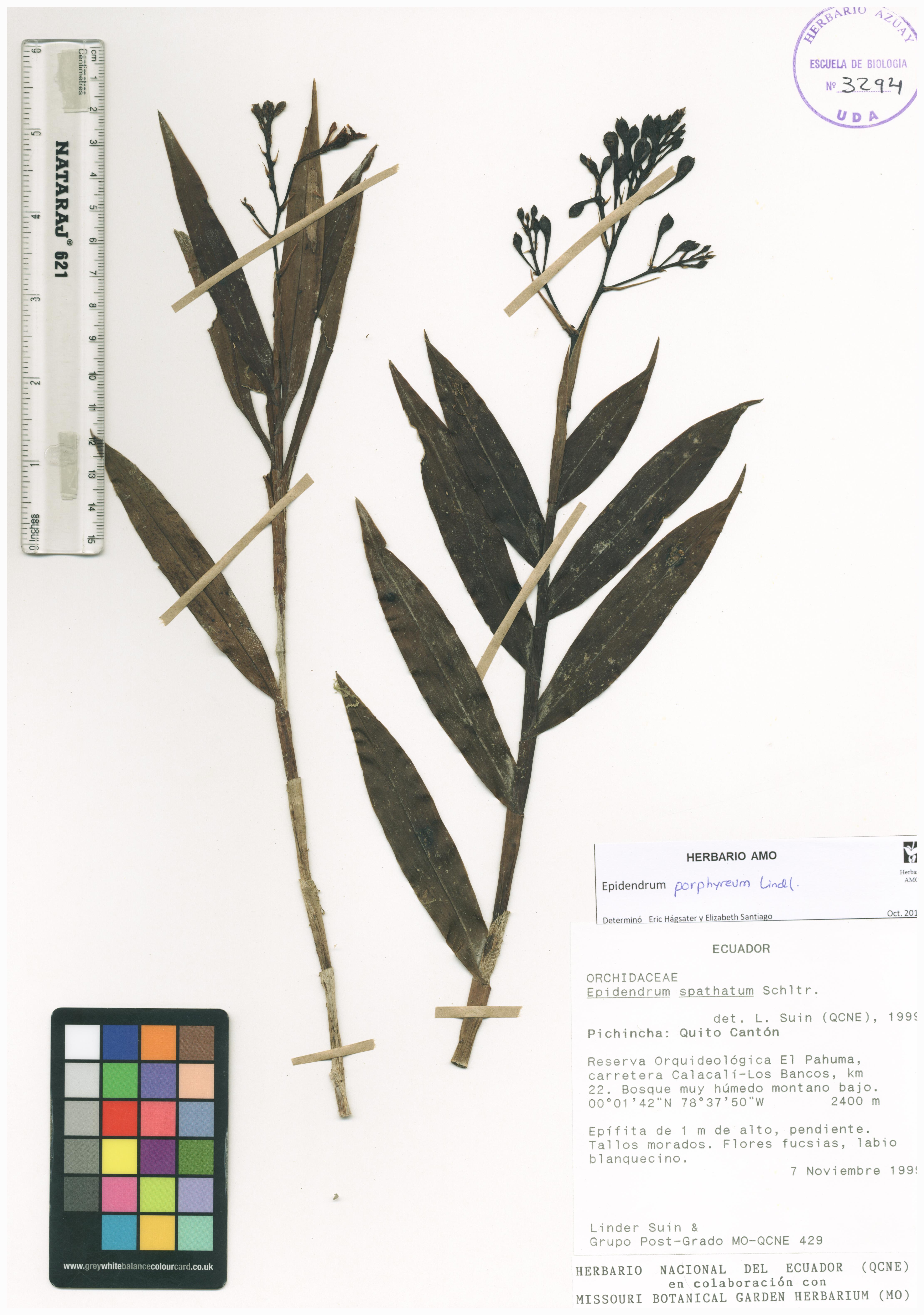 Epidendrum porphyreum Lindl.