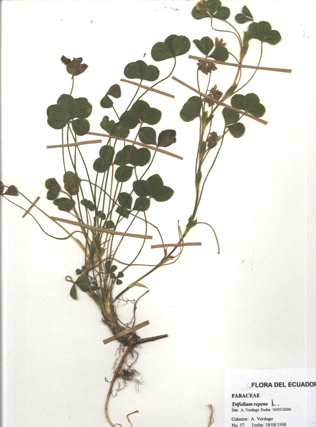 Trifolium amabile Kunth