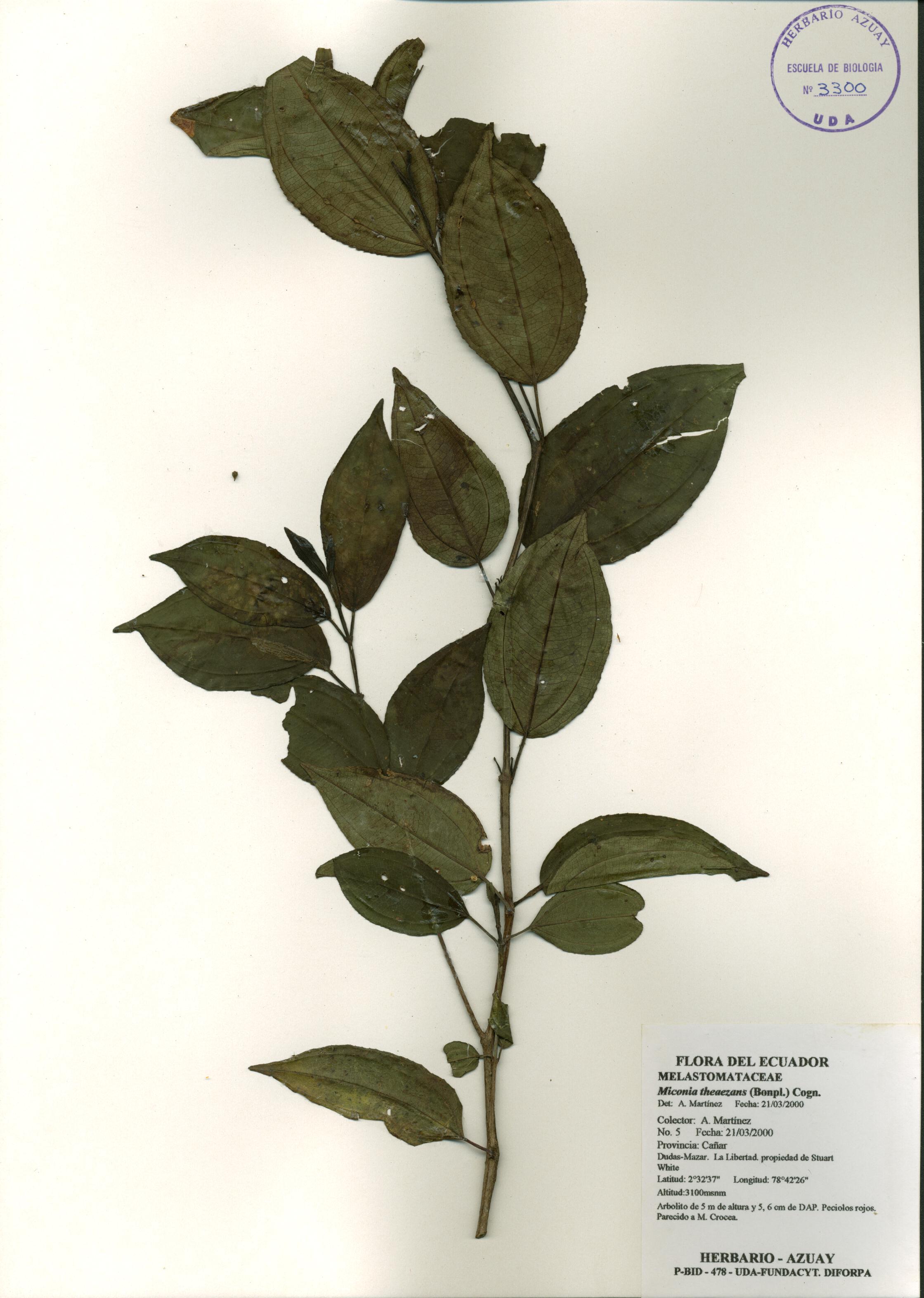 Miconia theaezans (Bonpl.) Cogn.