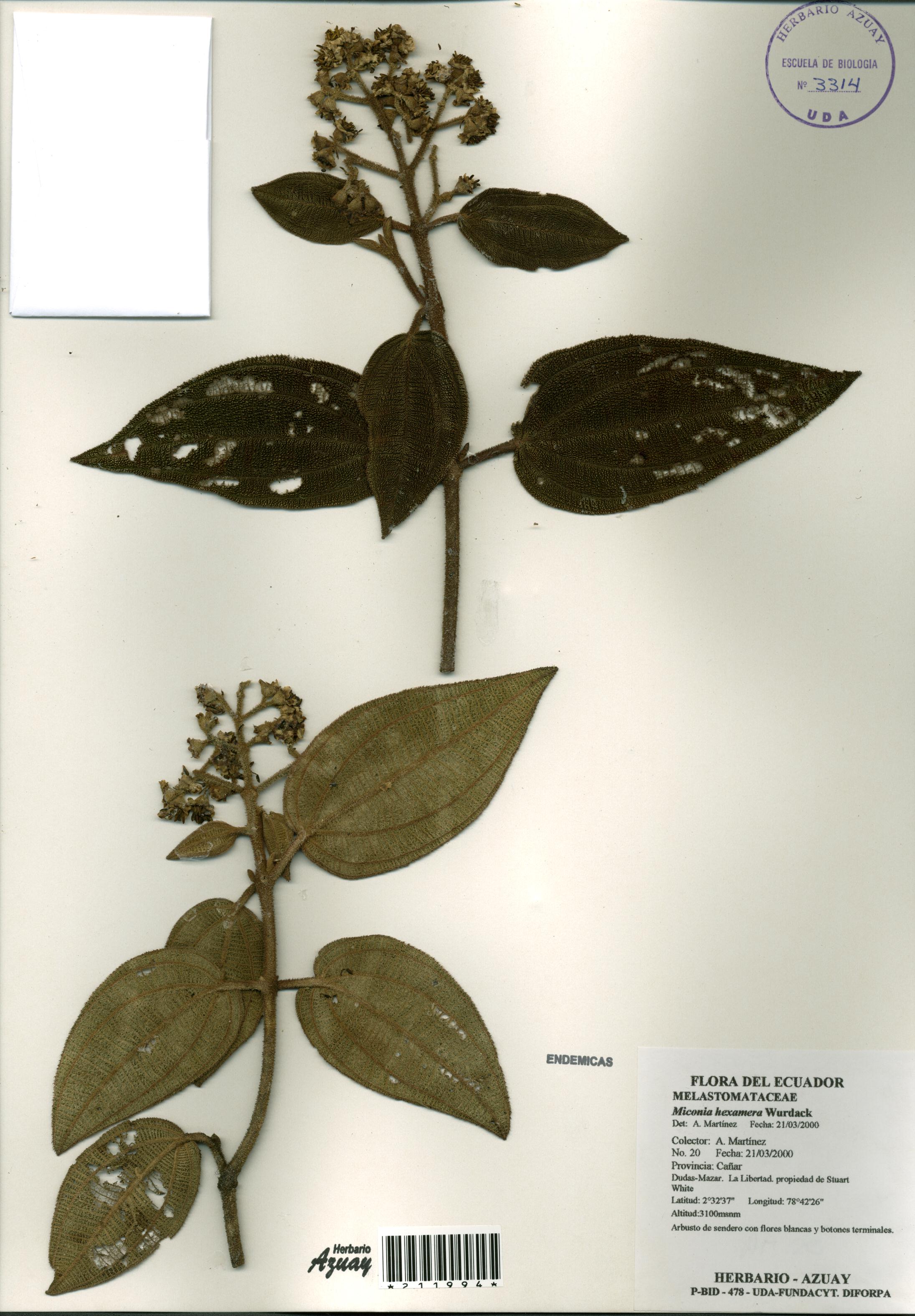 Miconia hexamera Wurdack