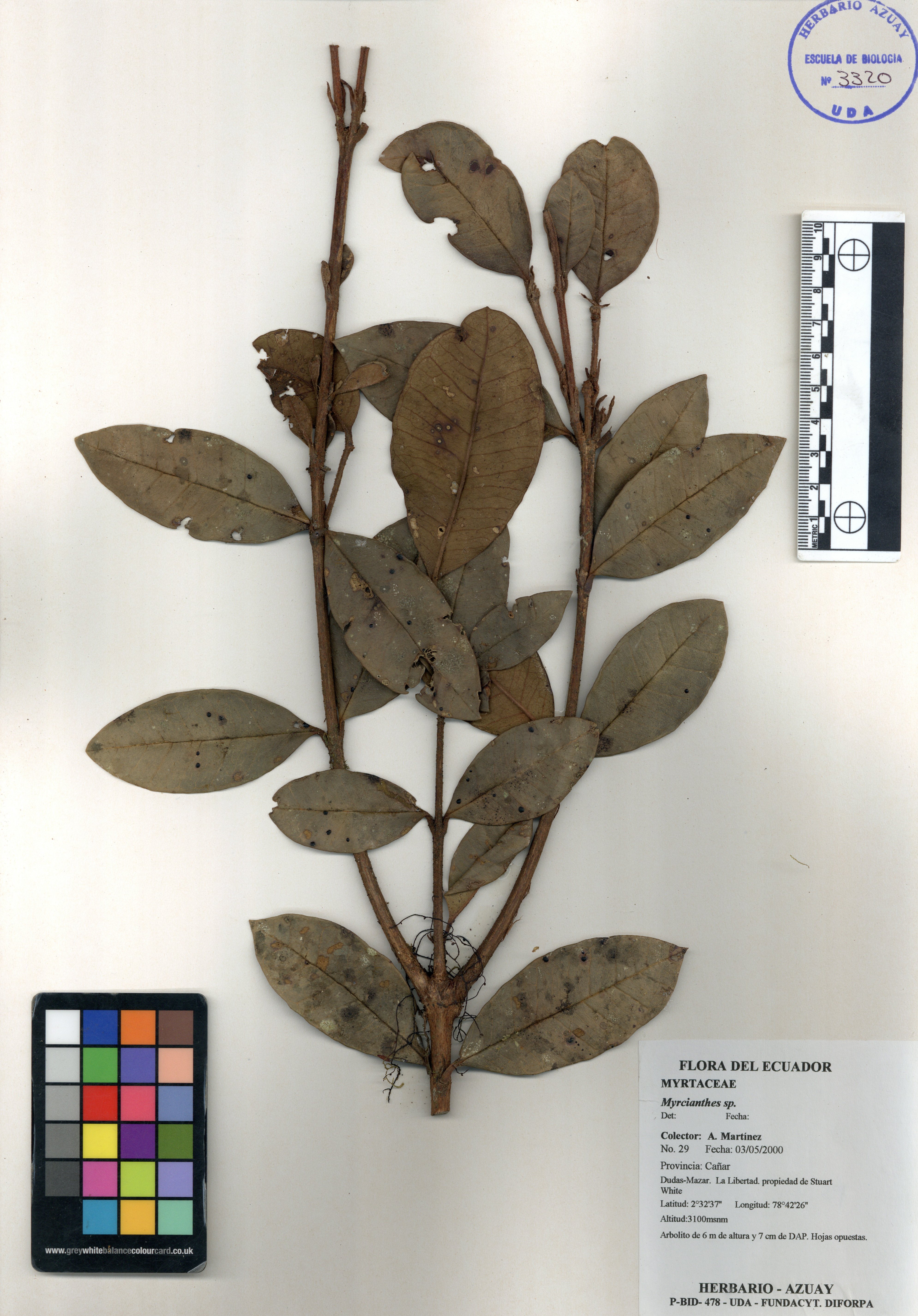 Myrcianthes sp. SIN DETERMINAR