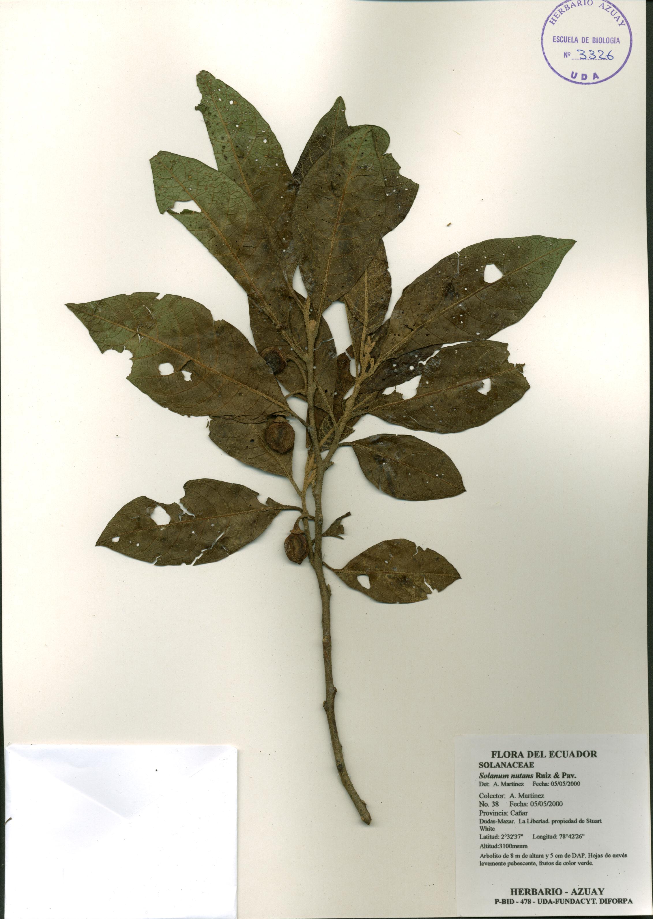 Solanum nutans Ruiz & Pav.