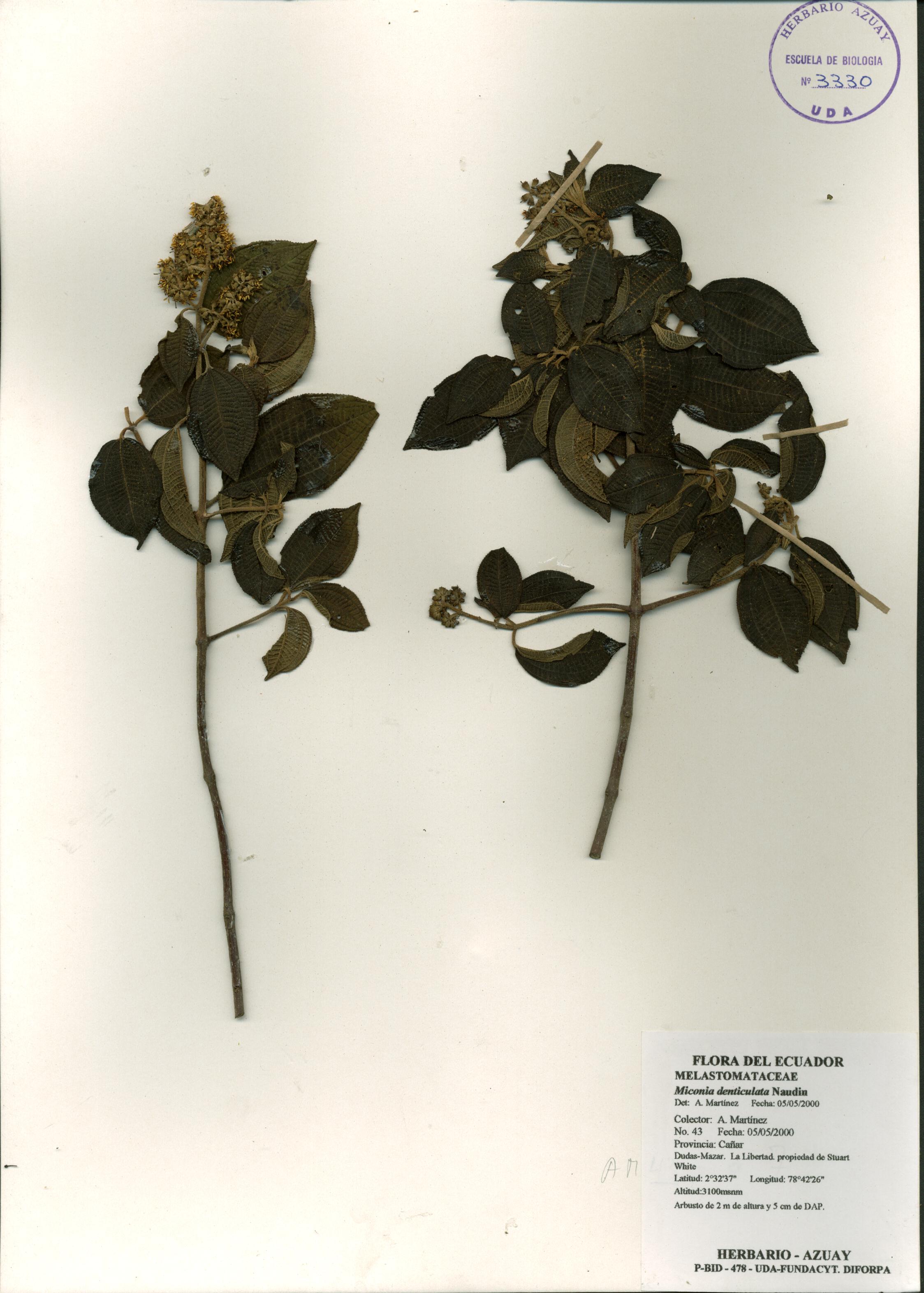 Miconia denticulata Naudin