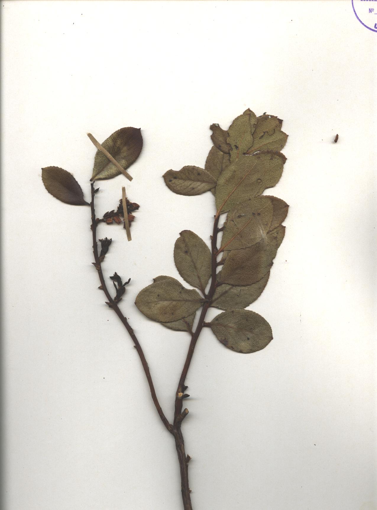 Gaultheria reticulata Kunth