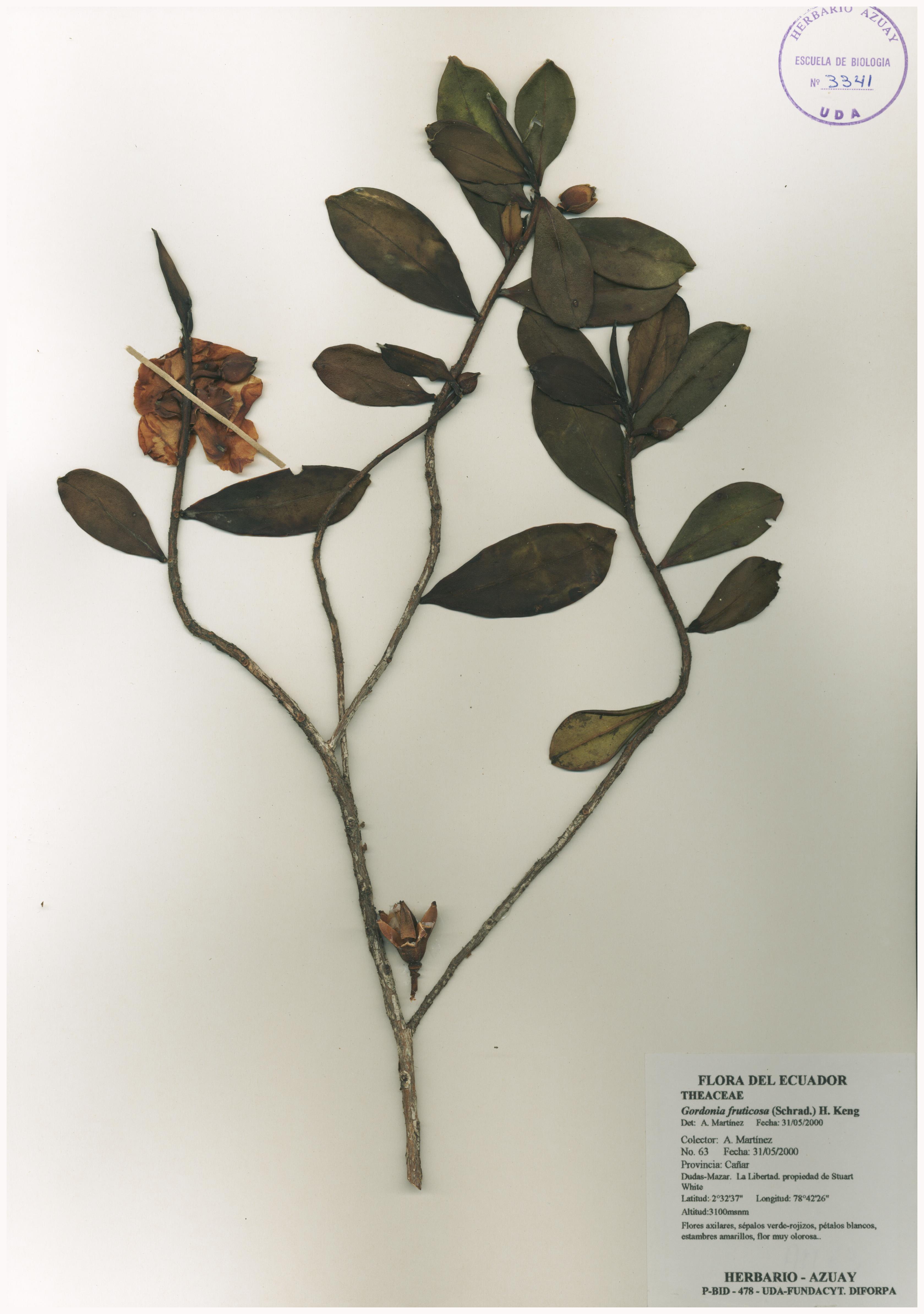 Gordonia fruticosa (Schrad.) H. Keng