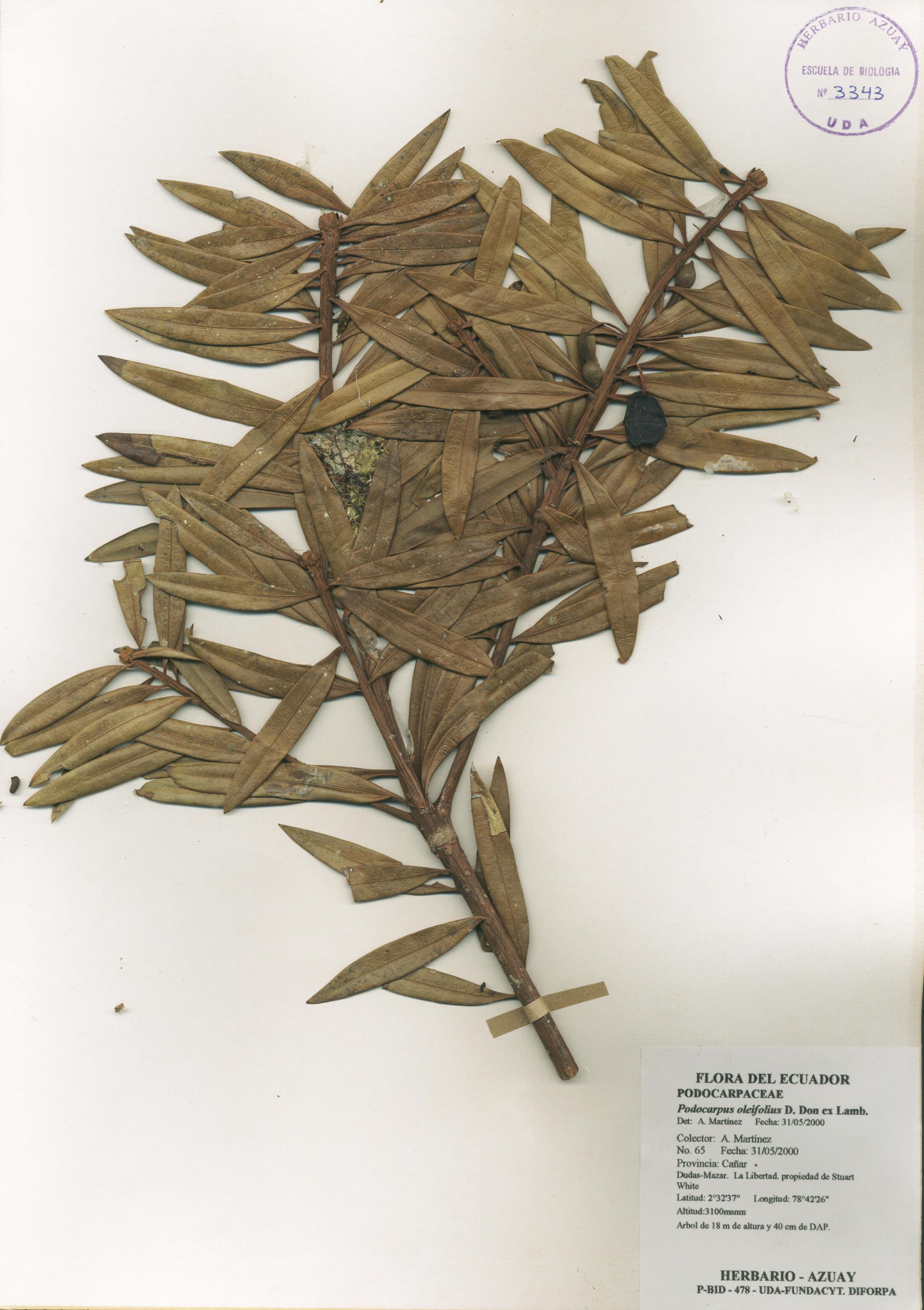 Podocarpus oleifolius D. Don ex Lamb.