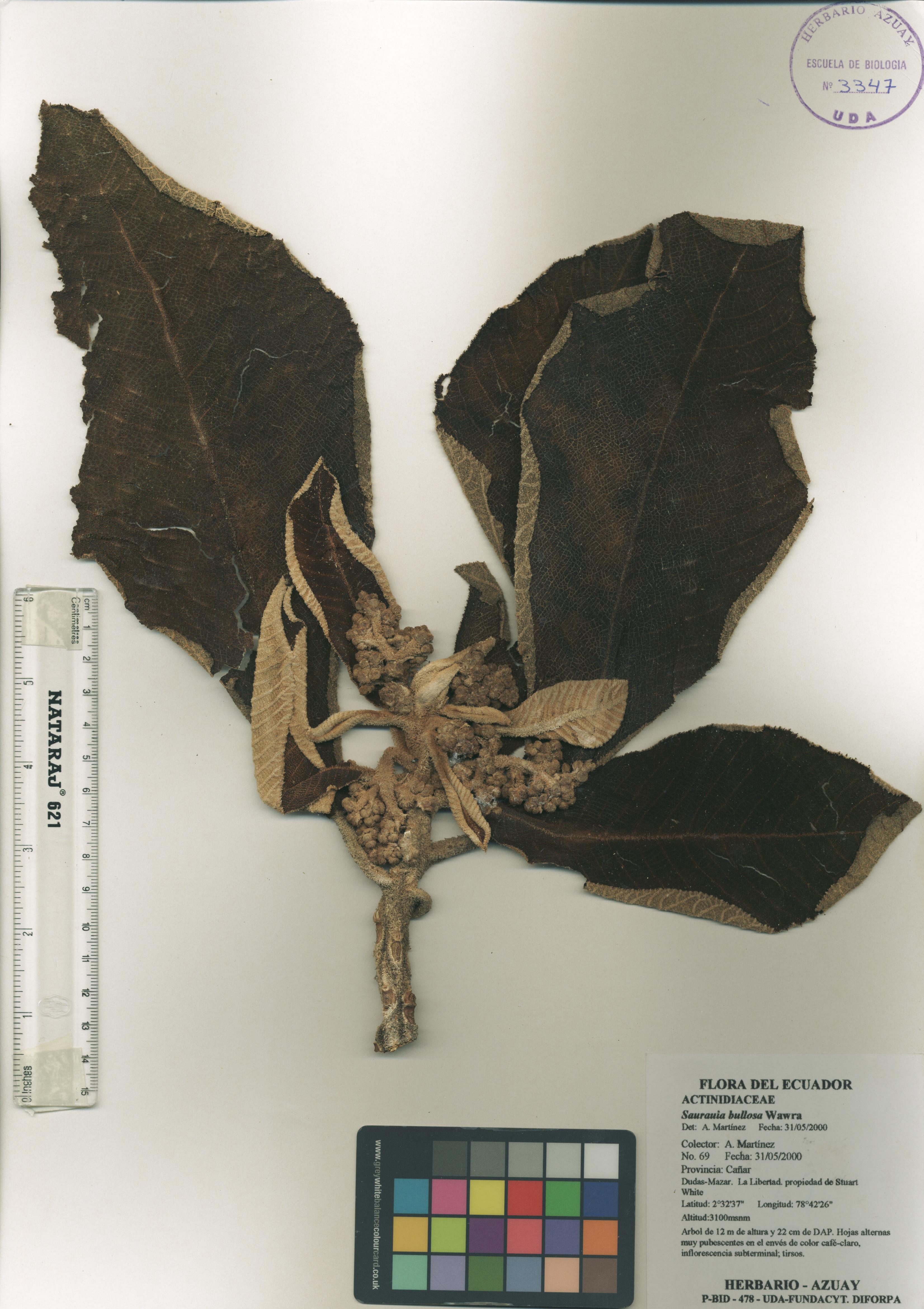 Saurauia bullosa Wawra