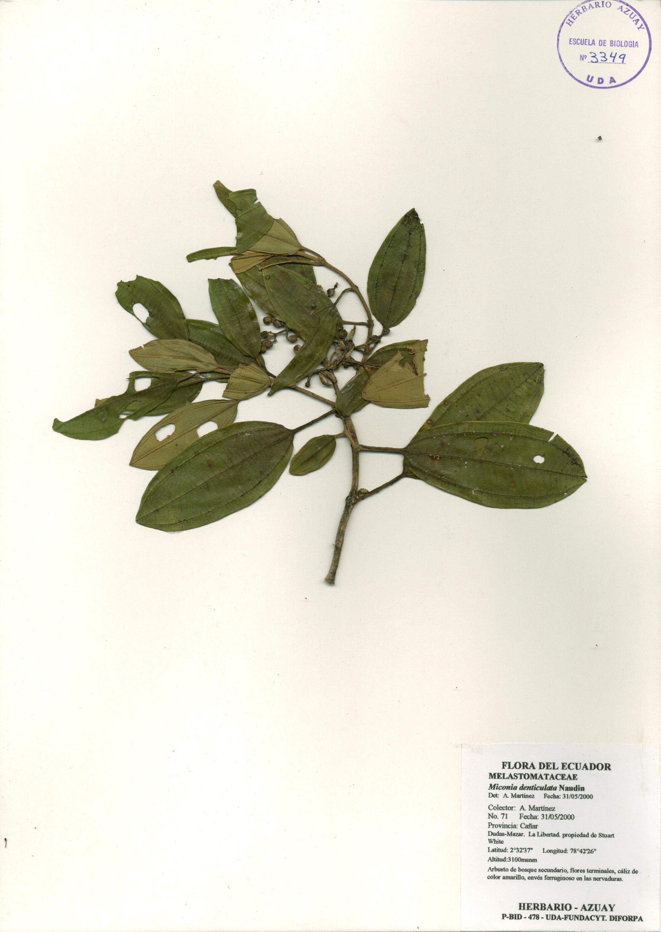 Miconia denticulata Naudin