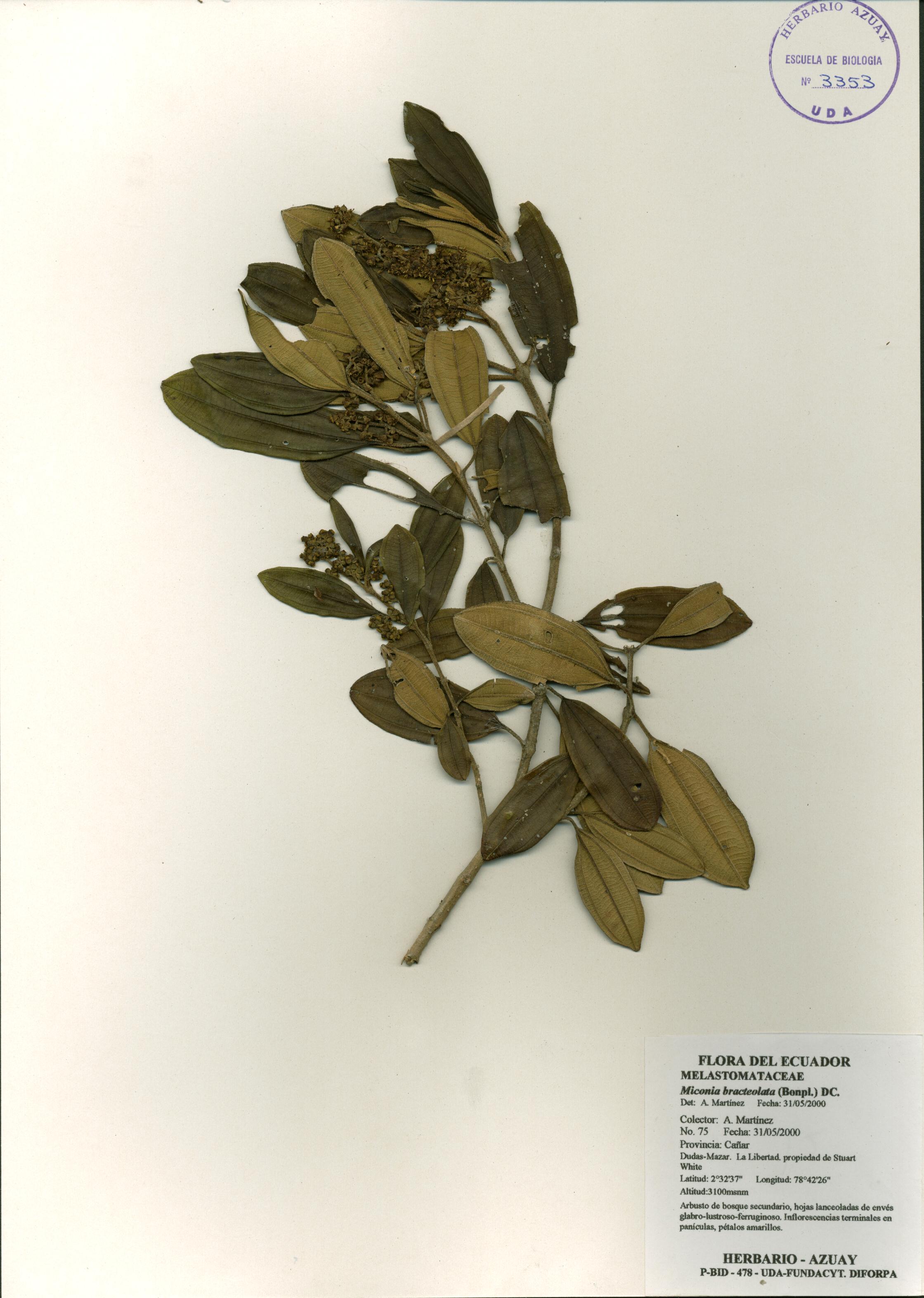 Miconia bracteolata (Bonpl.) DC.