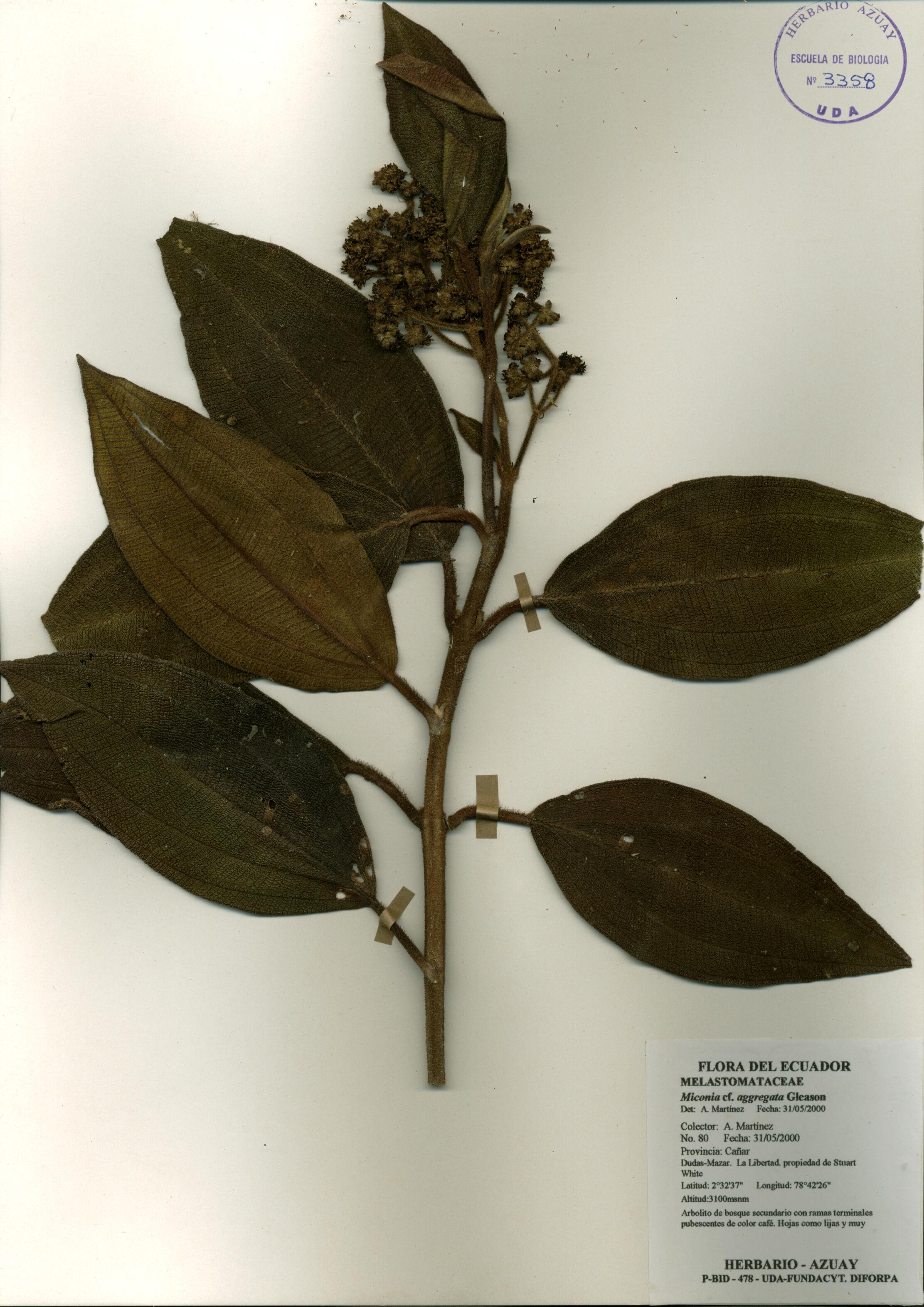 Miconia aggregata Gleason