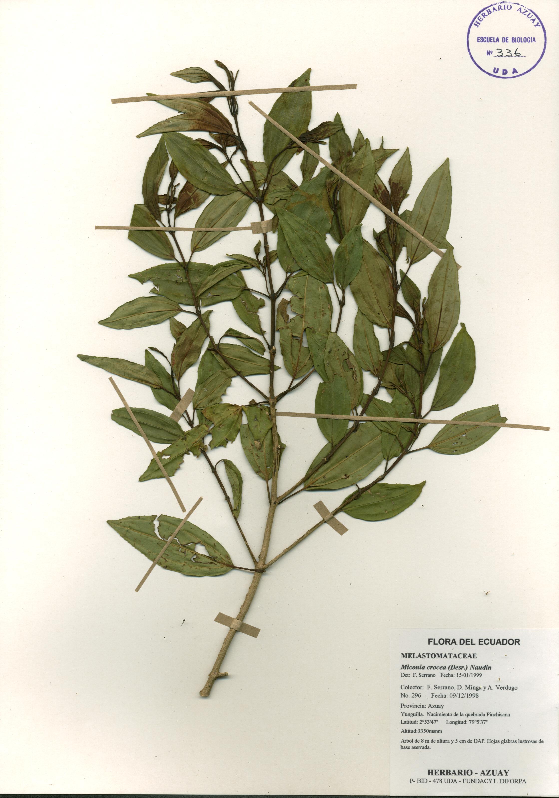 Miconia crocea (Desr.) Naudin.