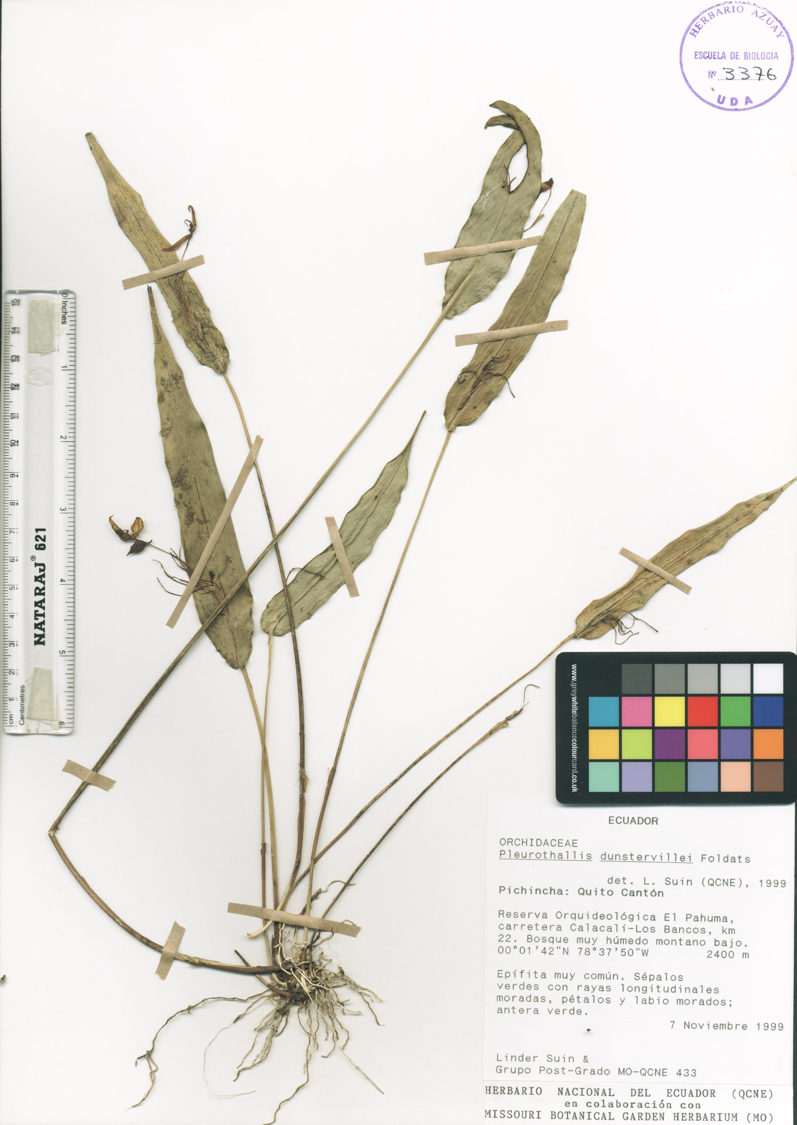 Pleurothallis dunstervillei Foldats