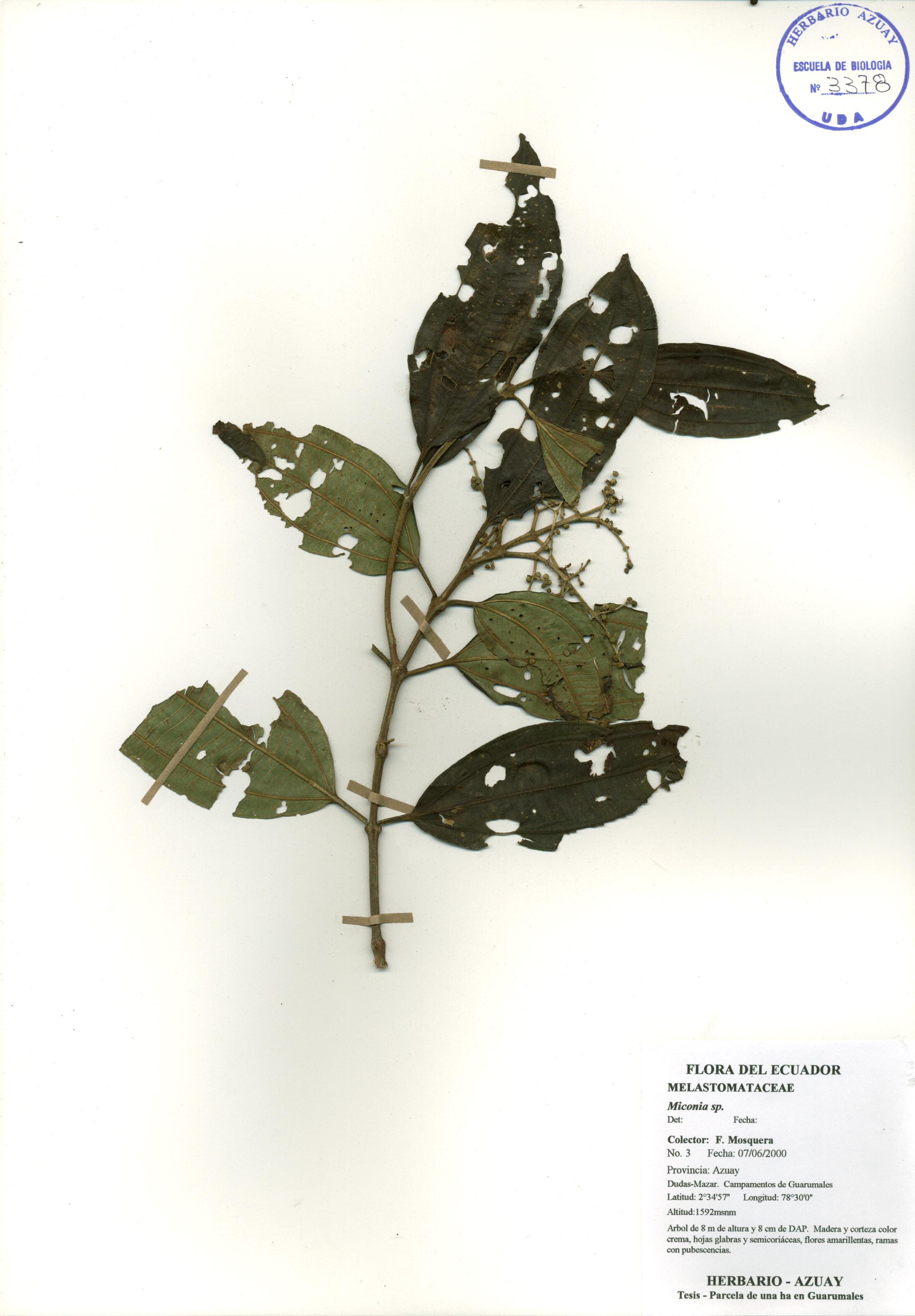 Miconia sp. SIN DETERMINAR