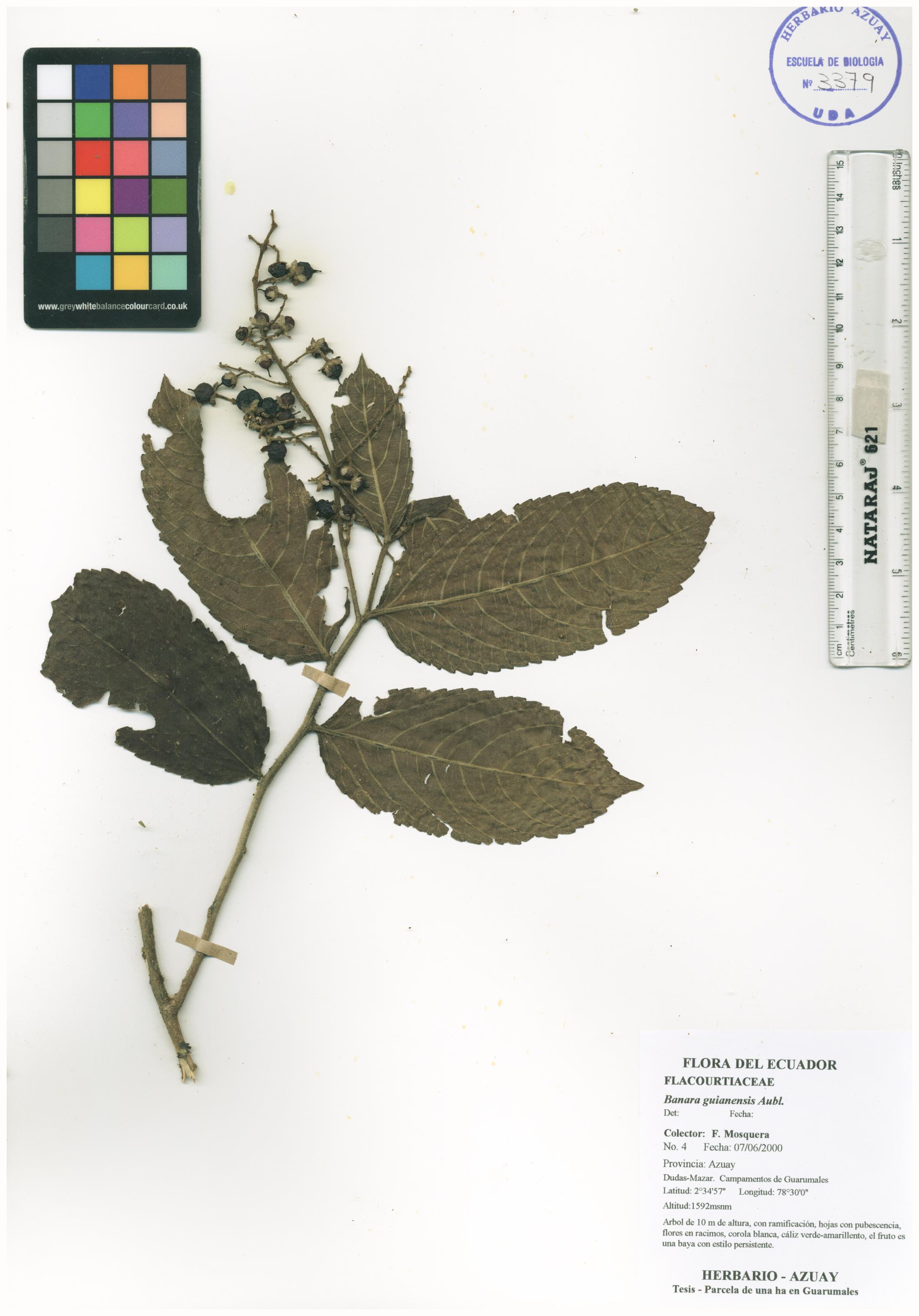 Banara guianensis Aubl.