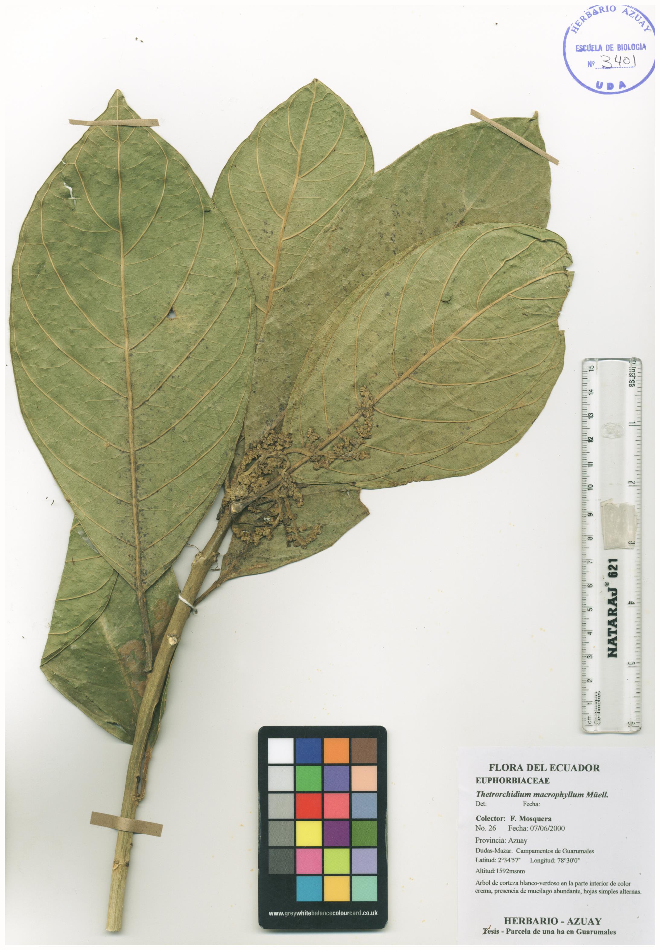 Tetrorchidium macrophyllum Müll. Arg.