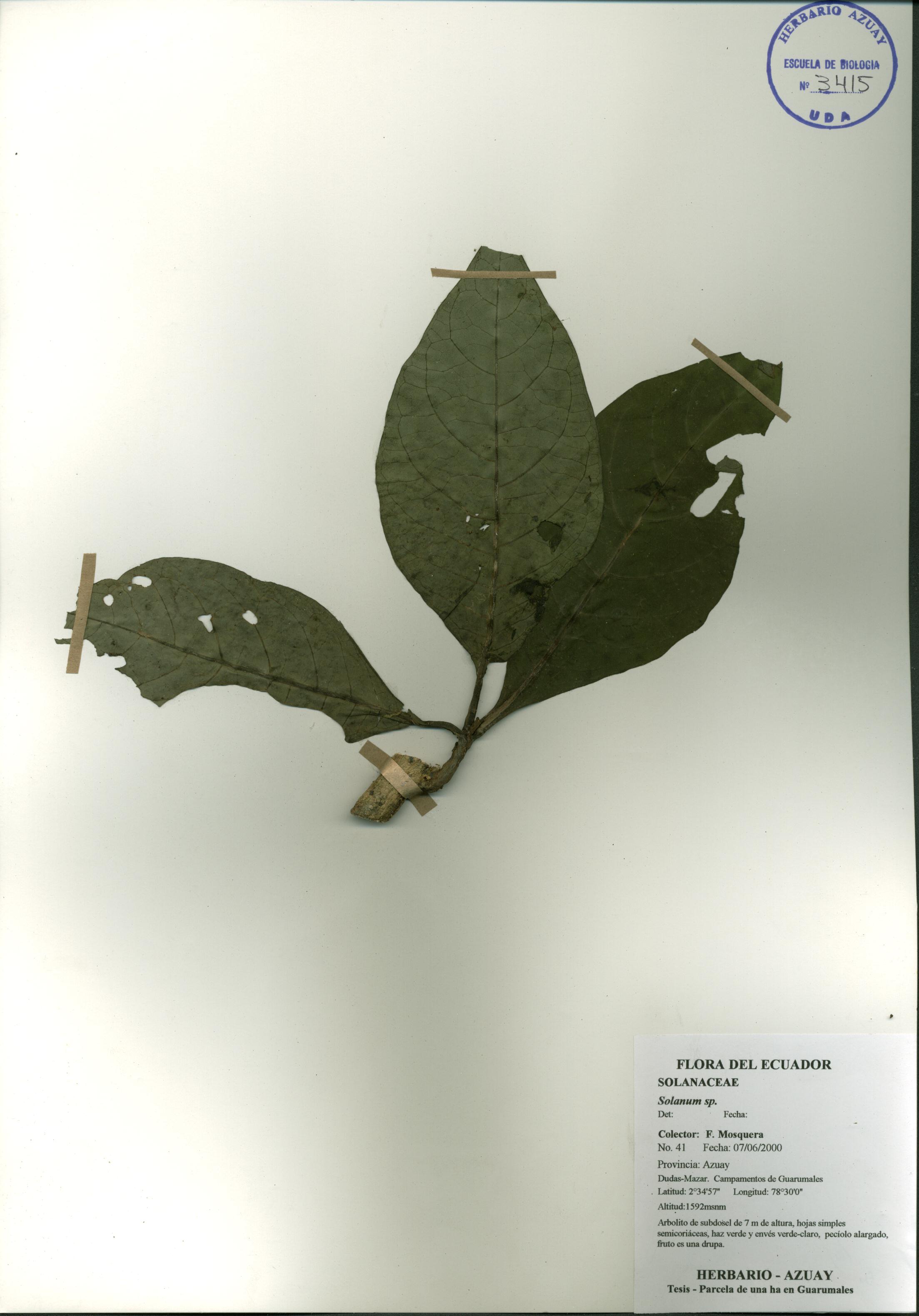 Solanum sp. SIN DETERMINAR