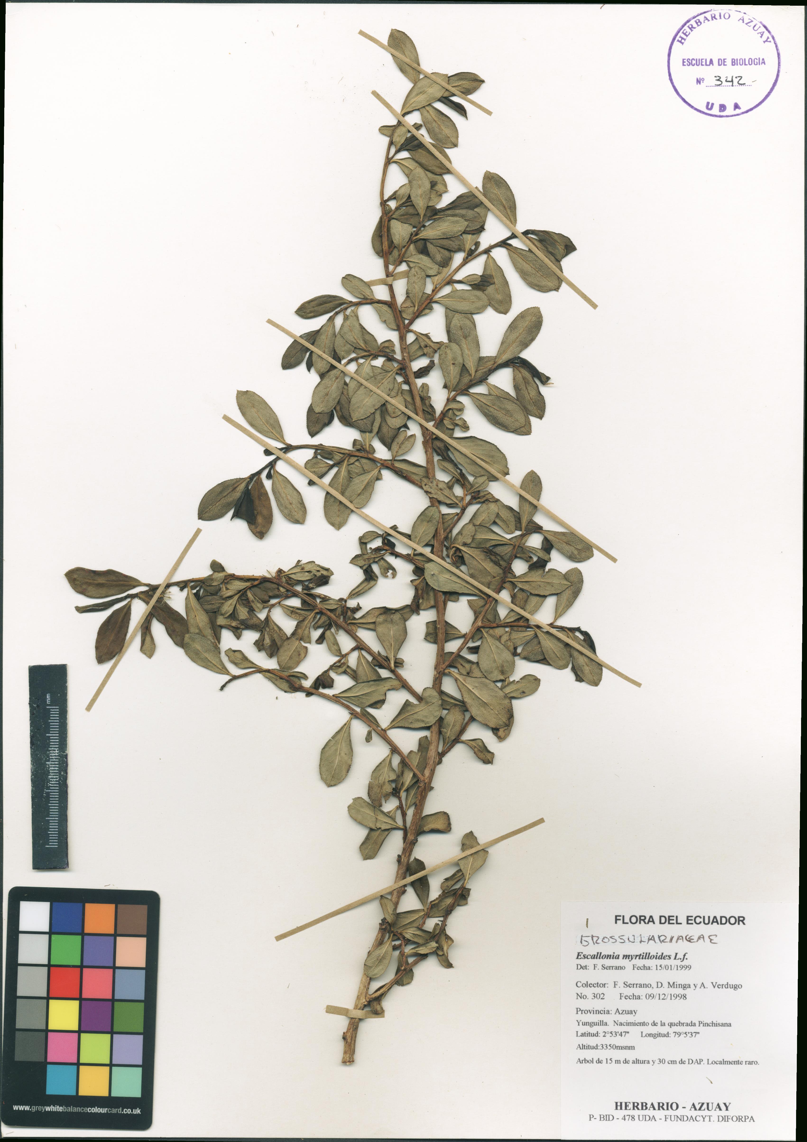 Escallonia myrtilloides L. f.