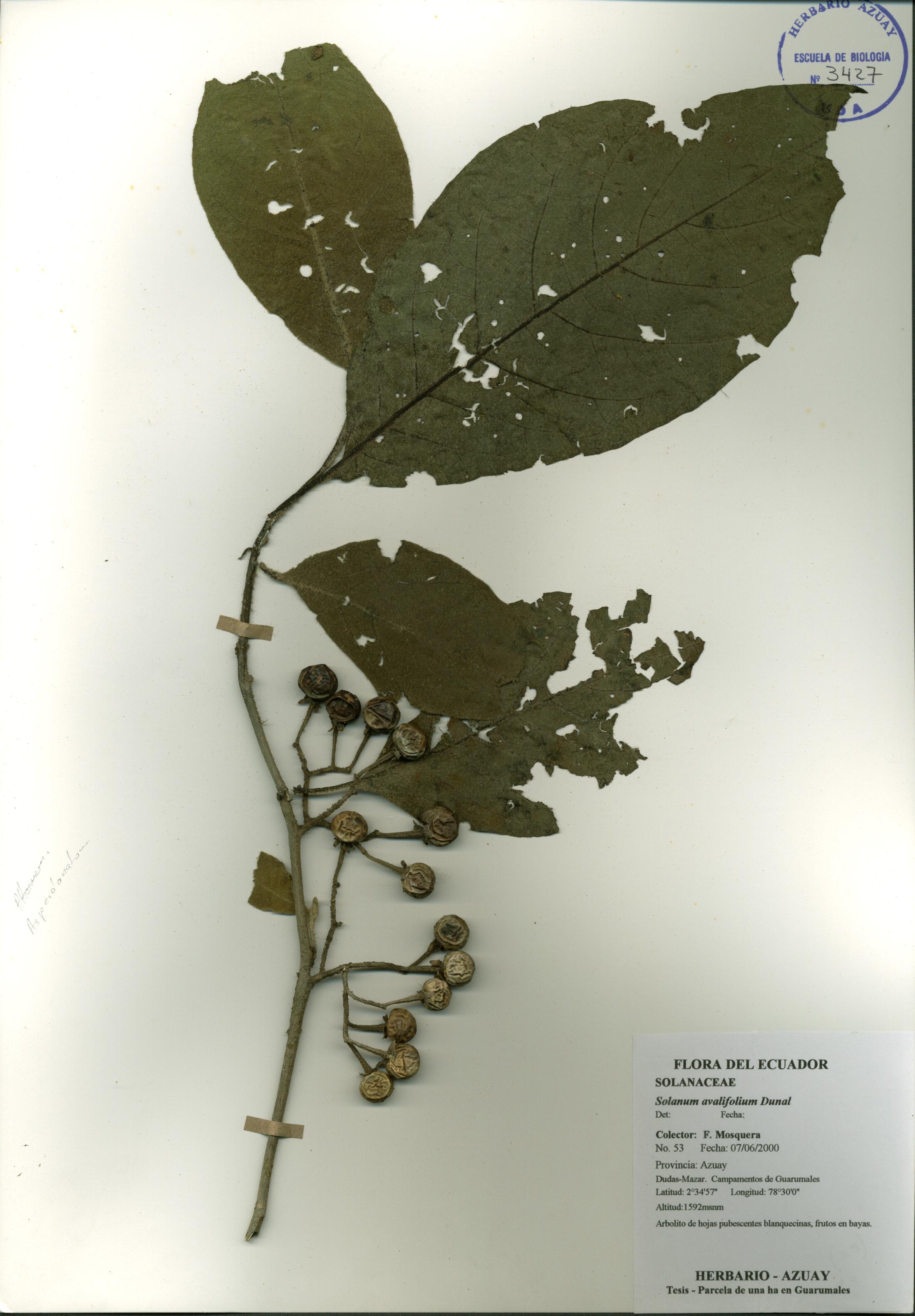 Solanum ovalifolium Dunal