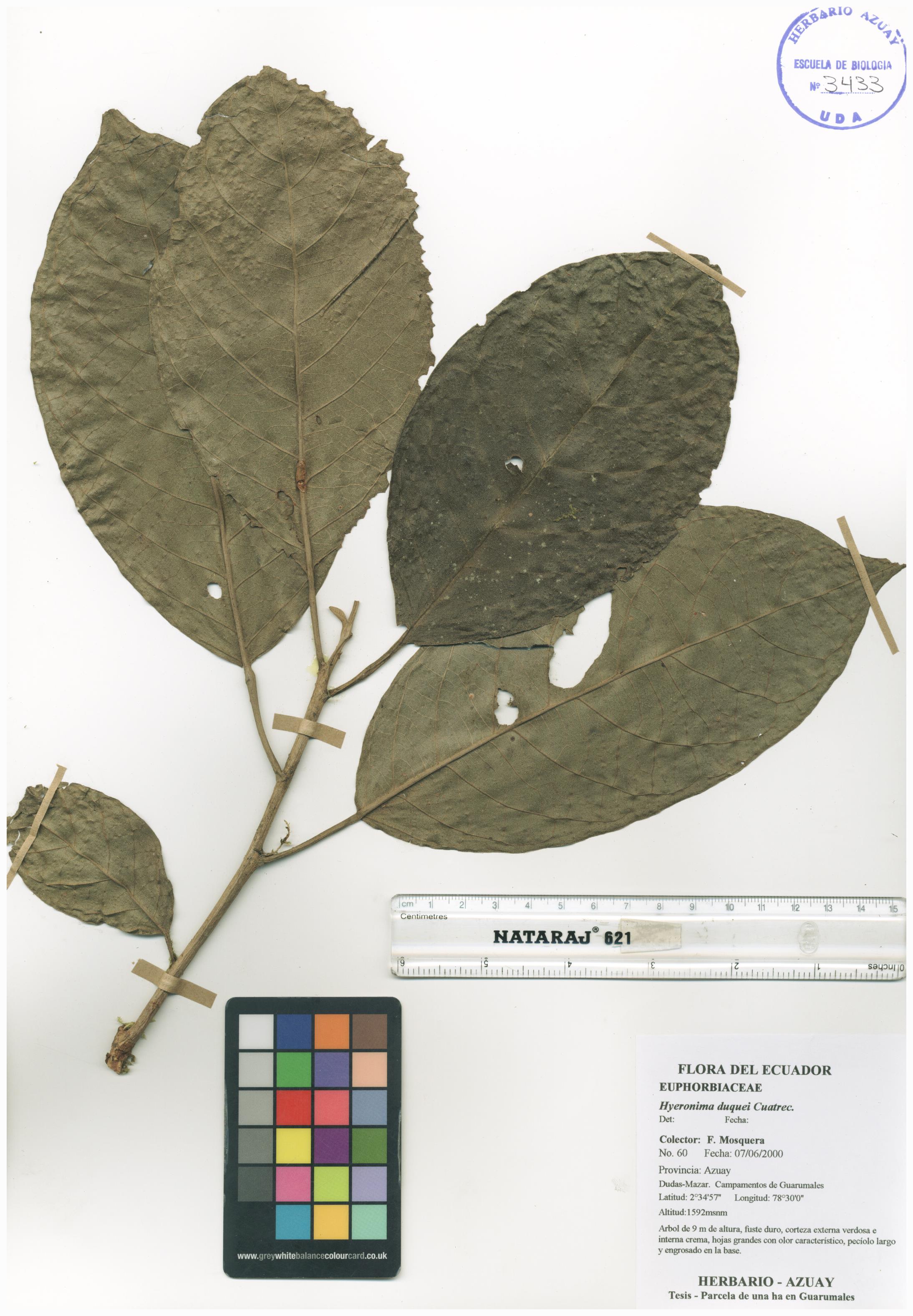 Hieronyma duquei Cuatrec.