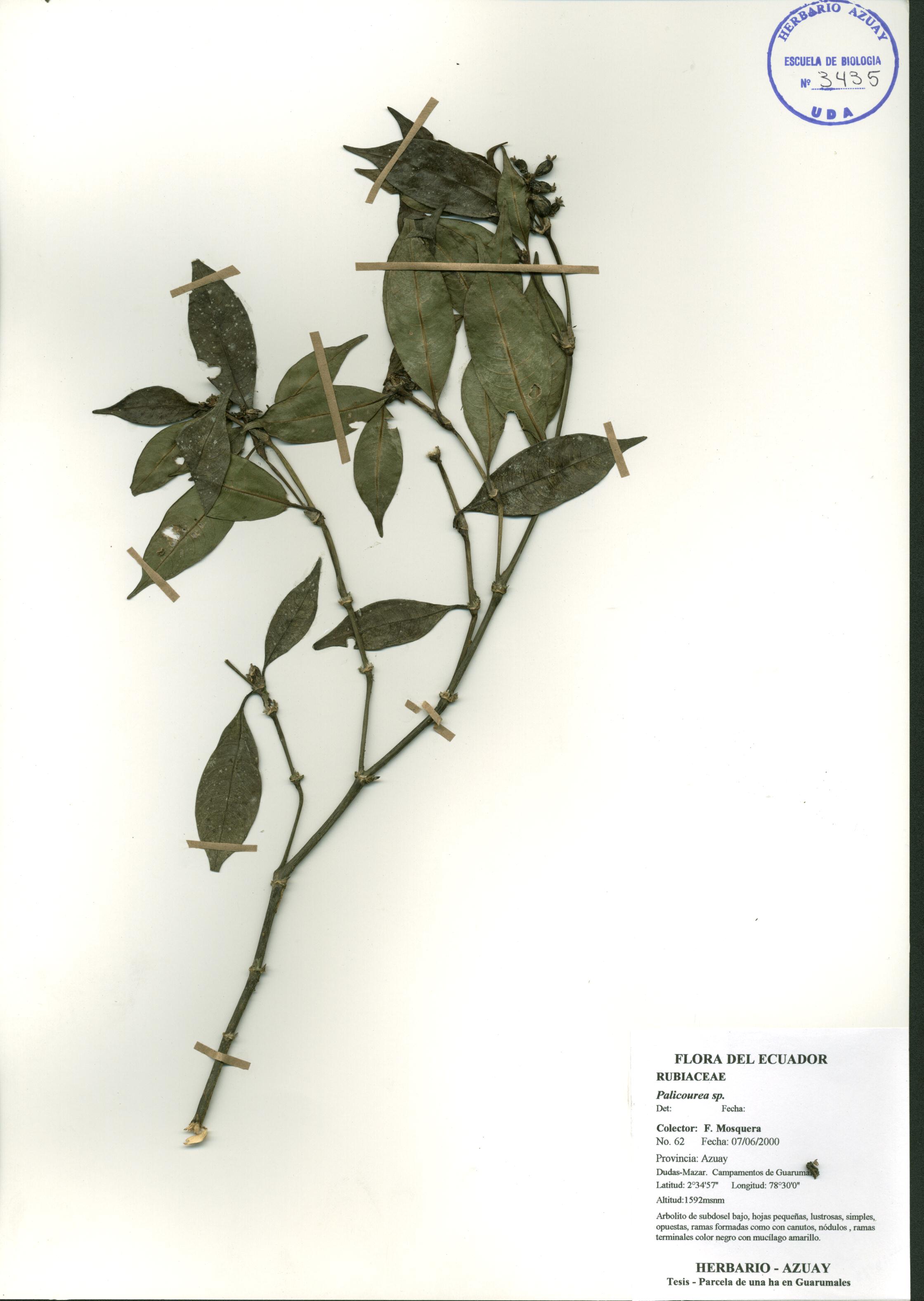 Palicourea sp. SIN DETERMINAR