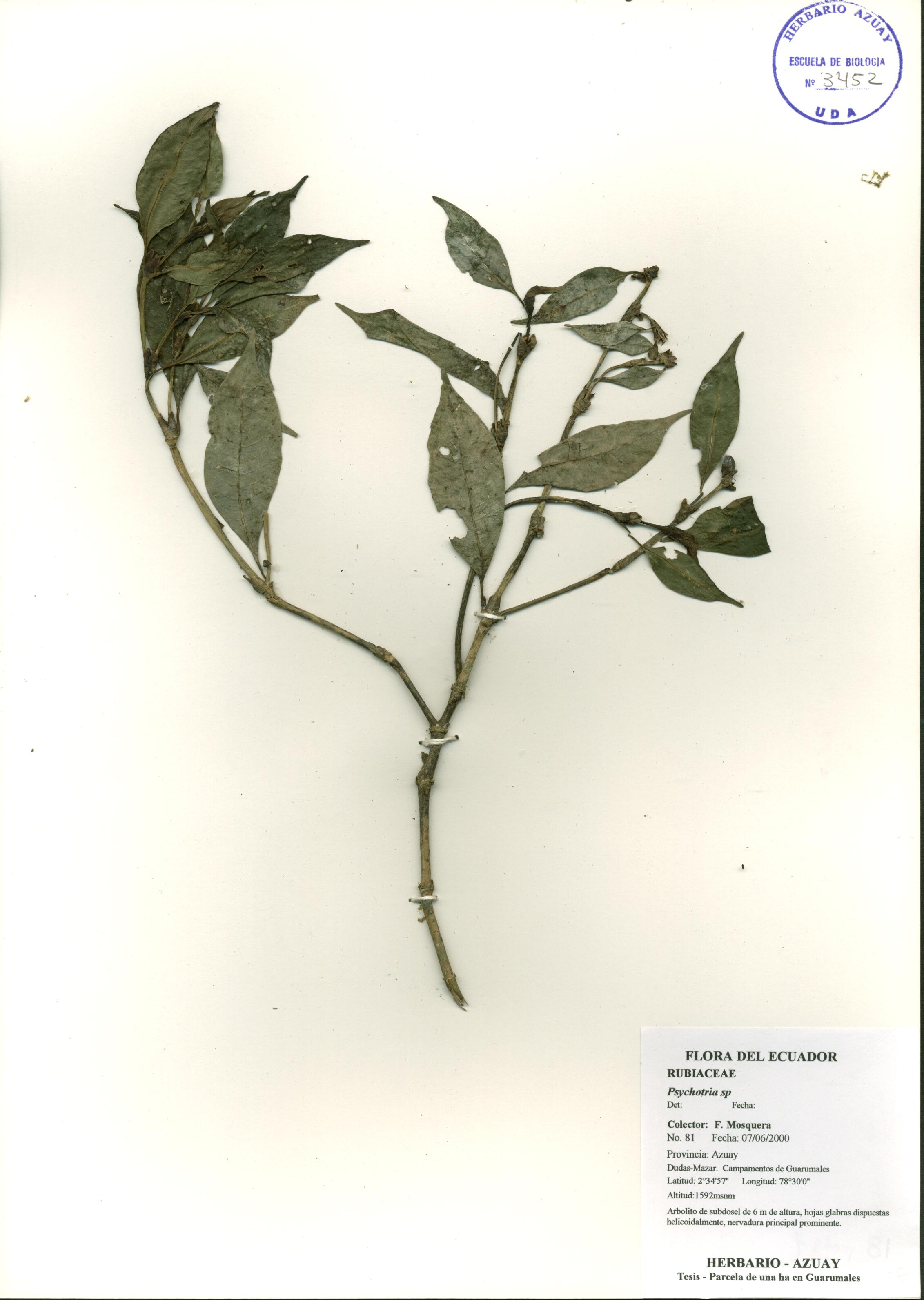 Psychotria sp. SIN DETERMINAR