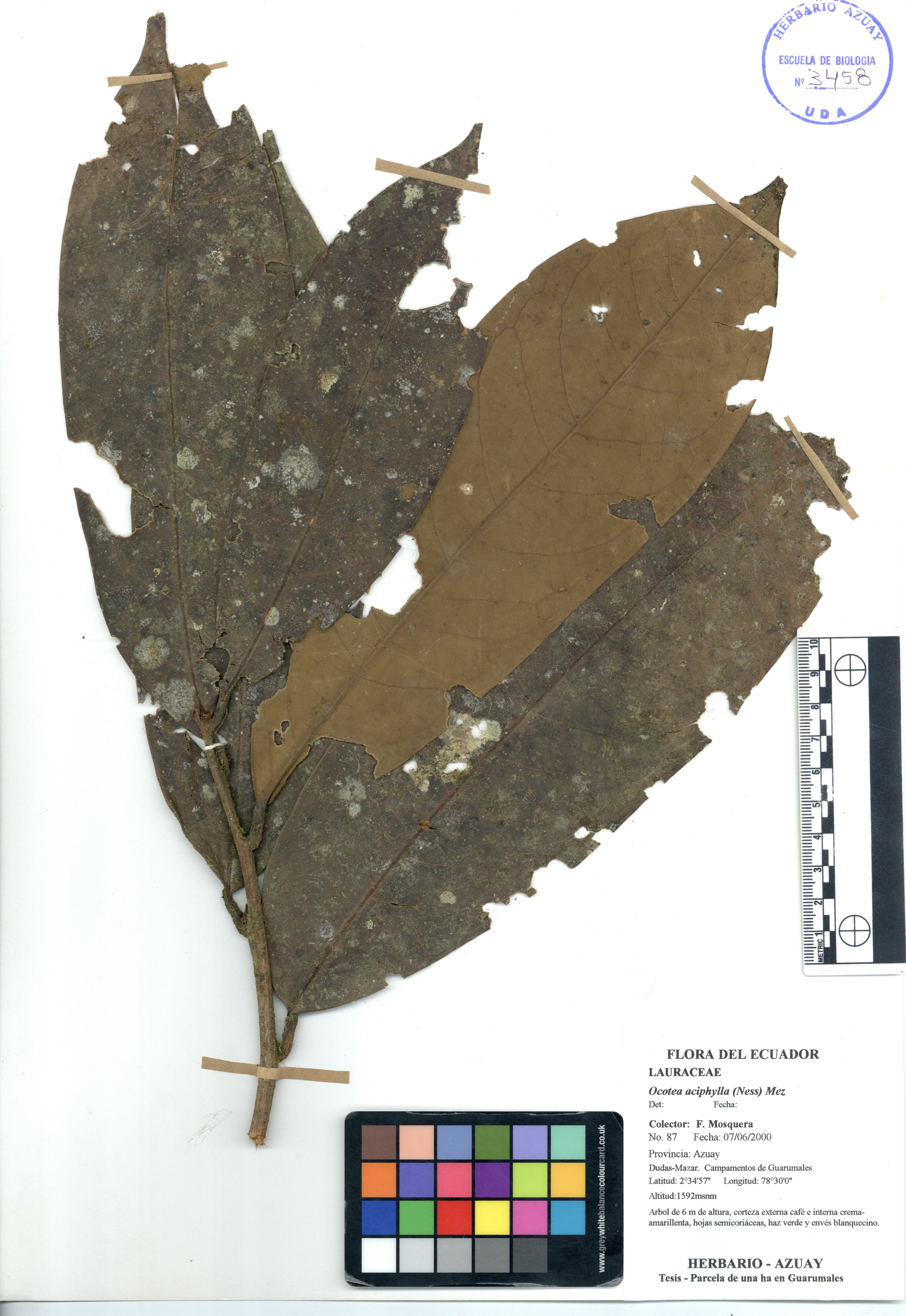 Ocotea aciphylla (Ness) Mez