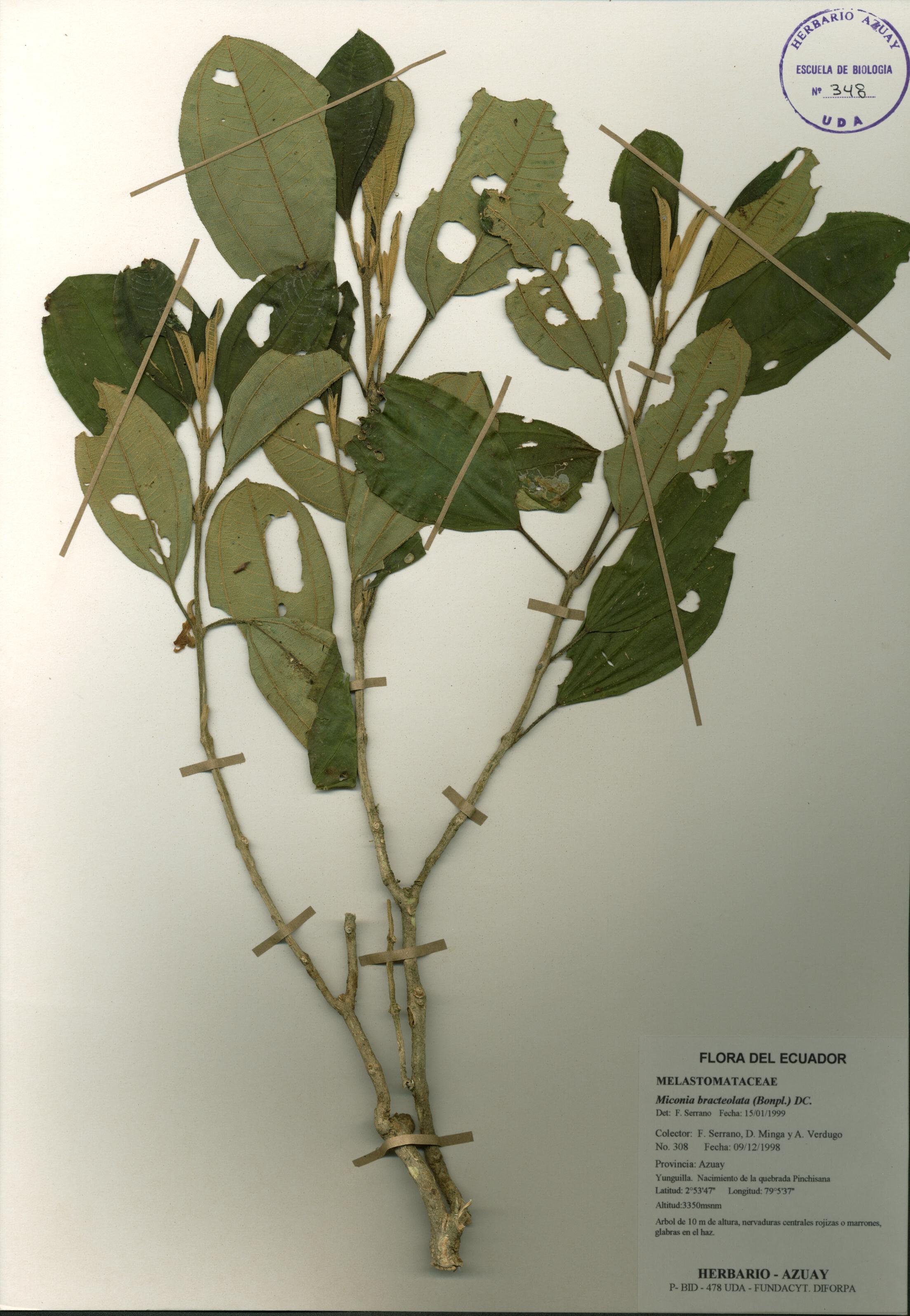 Miconia bracteolata (Bonpl.) DC.