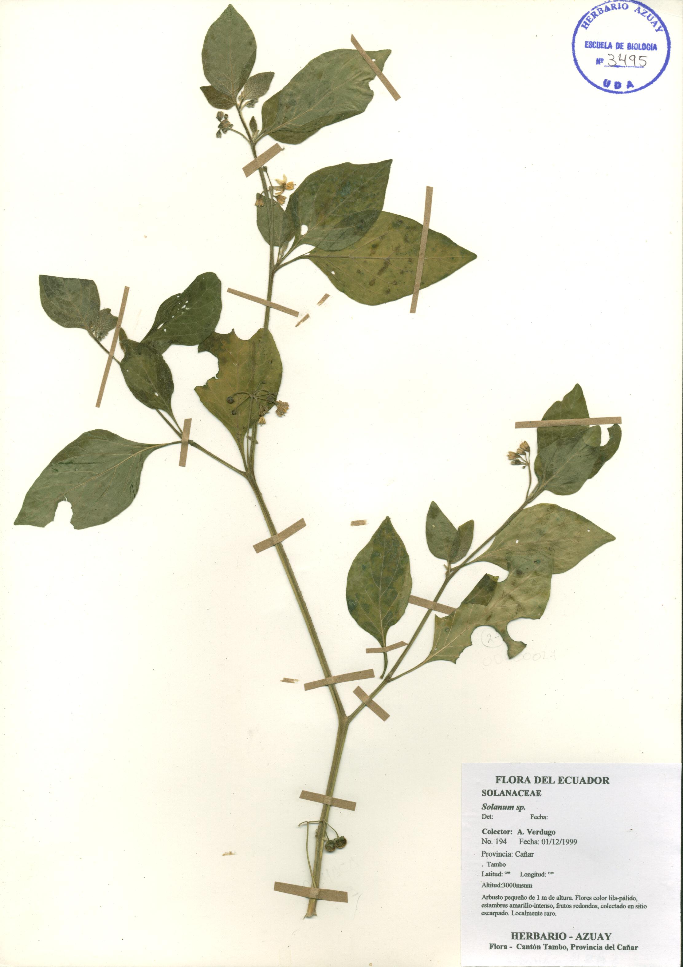 Solanum sp. SIN DETERMINAR