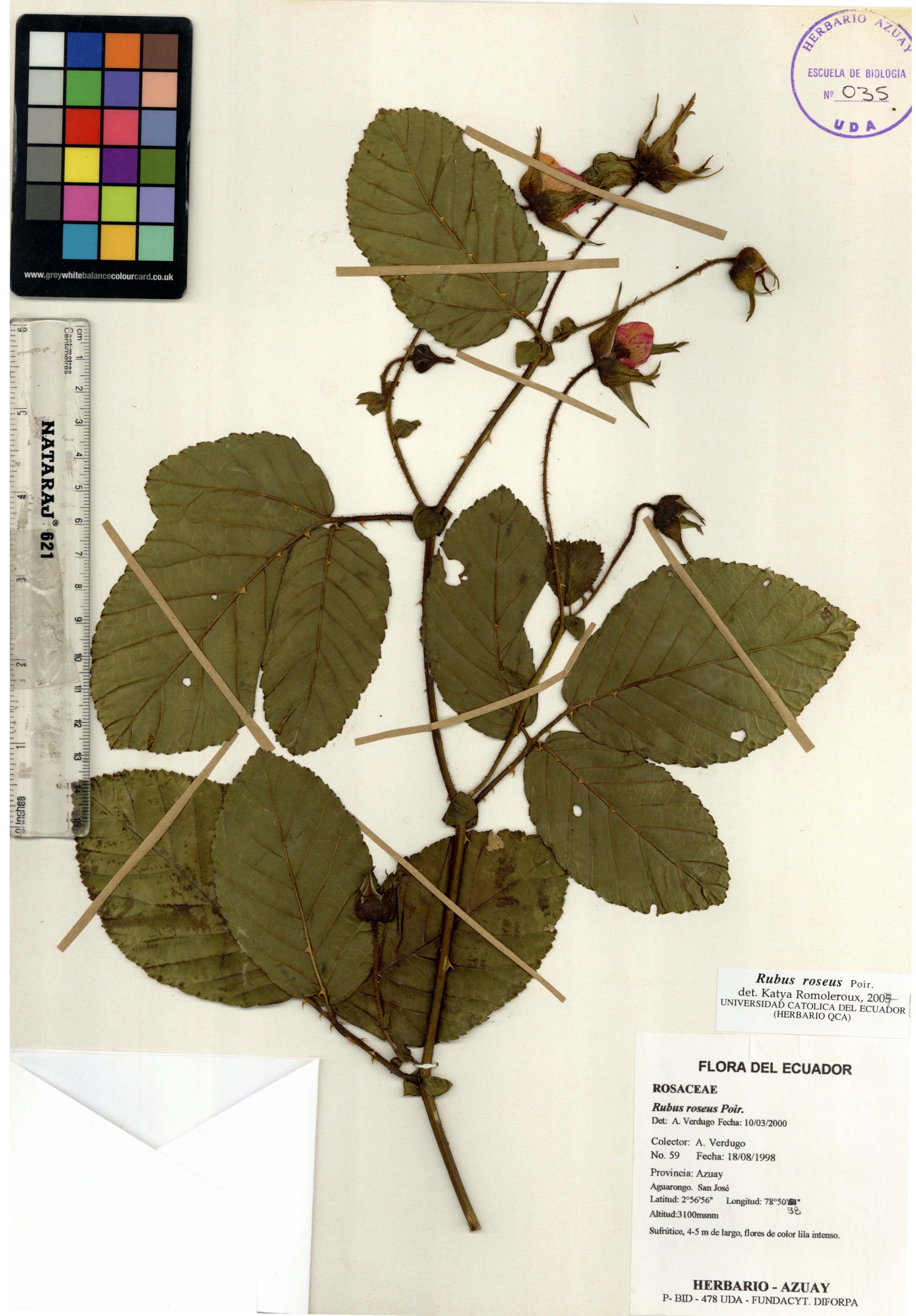 Rubus roseus Poir.