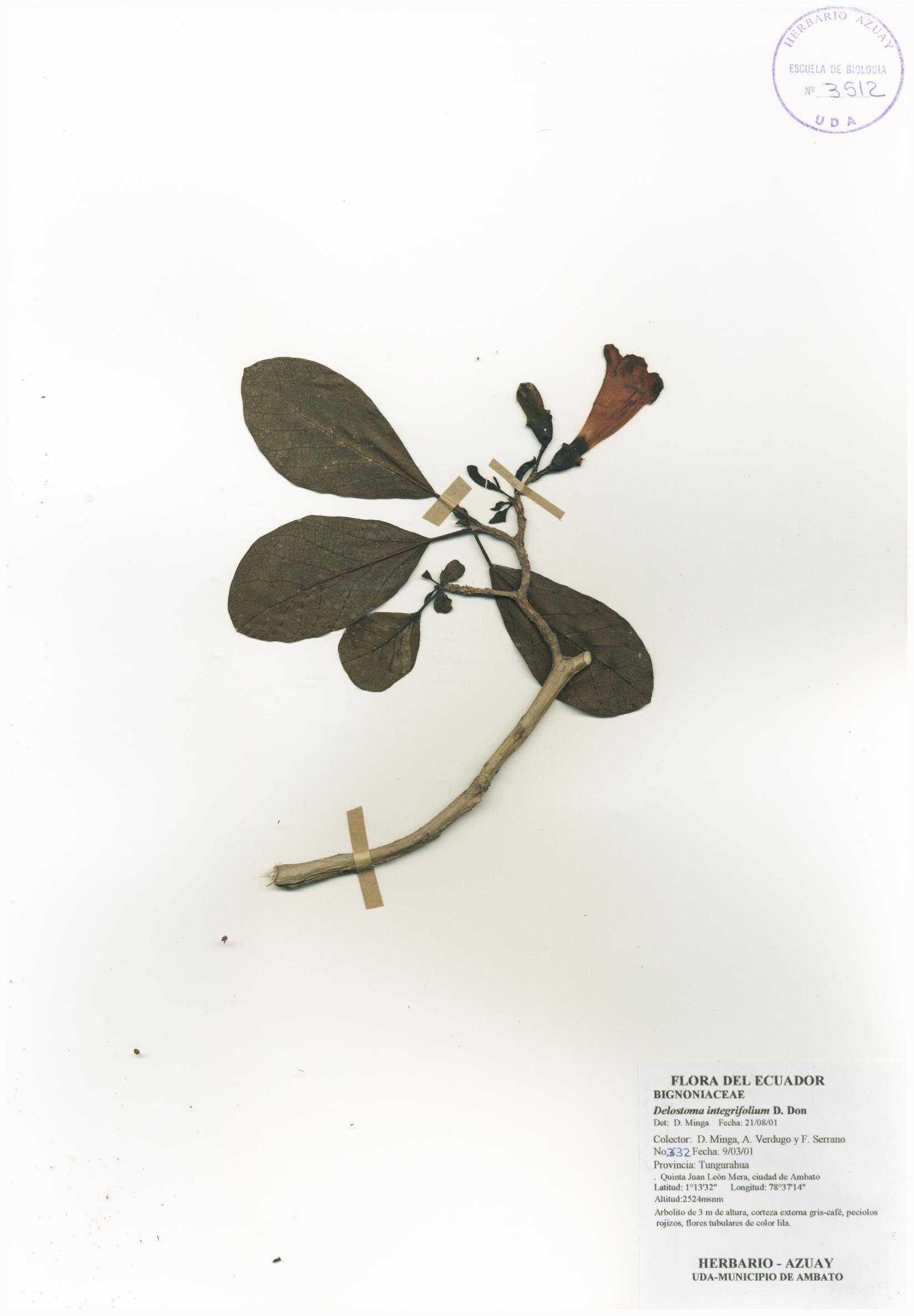 Delostoma integrifolium D. Don