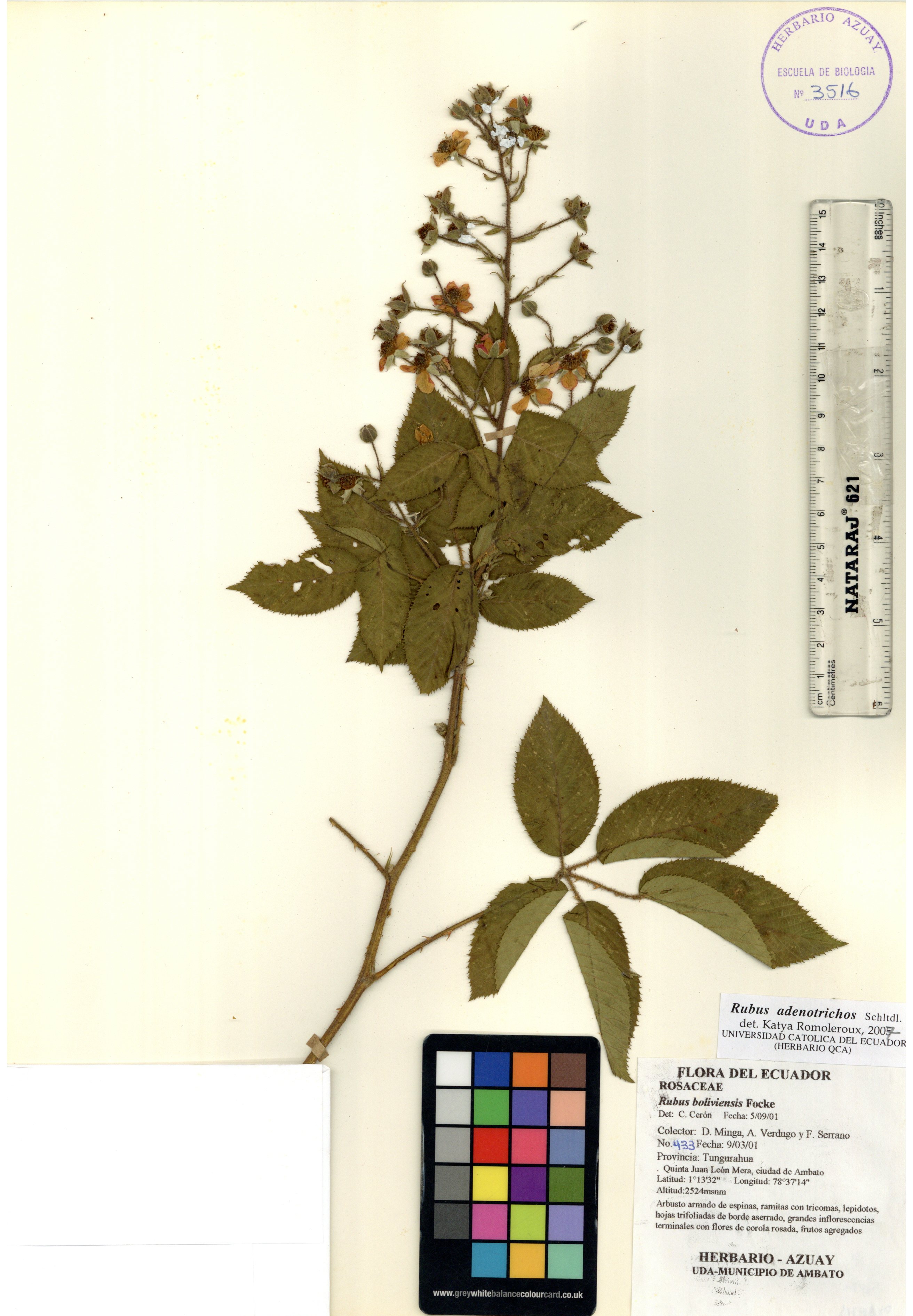 Rubus adenotrichos Schuldl.