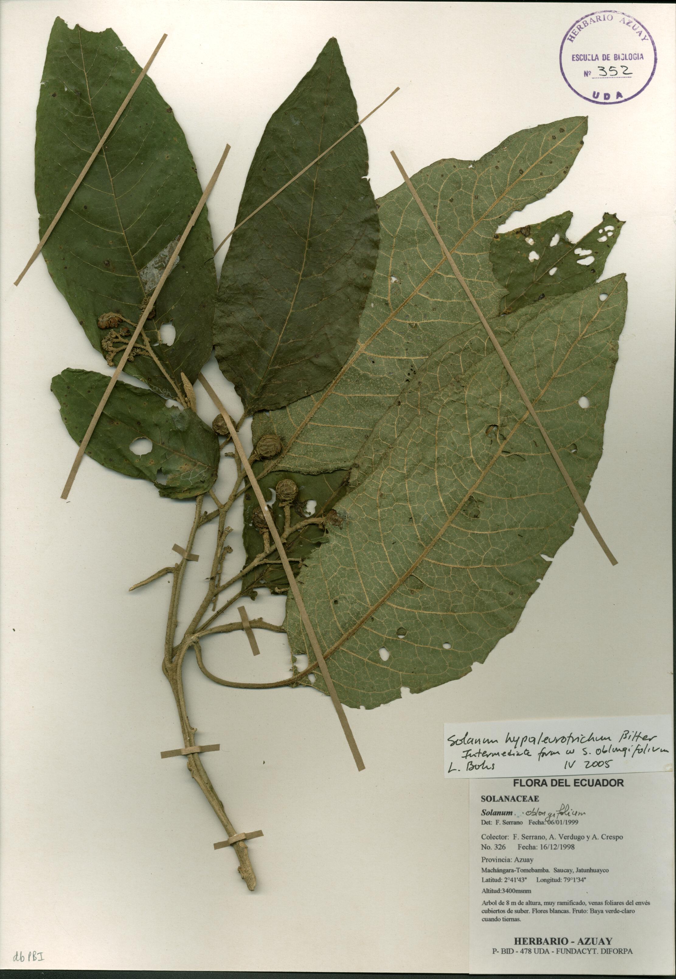 Solanum hypaleurotrichum Bitter