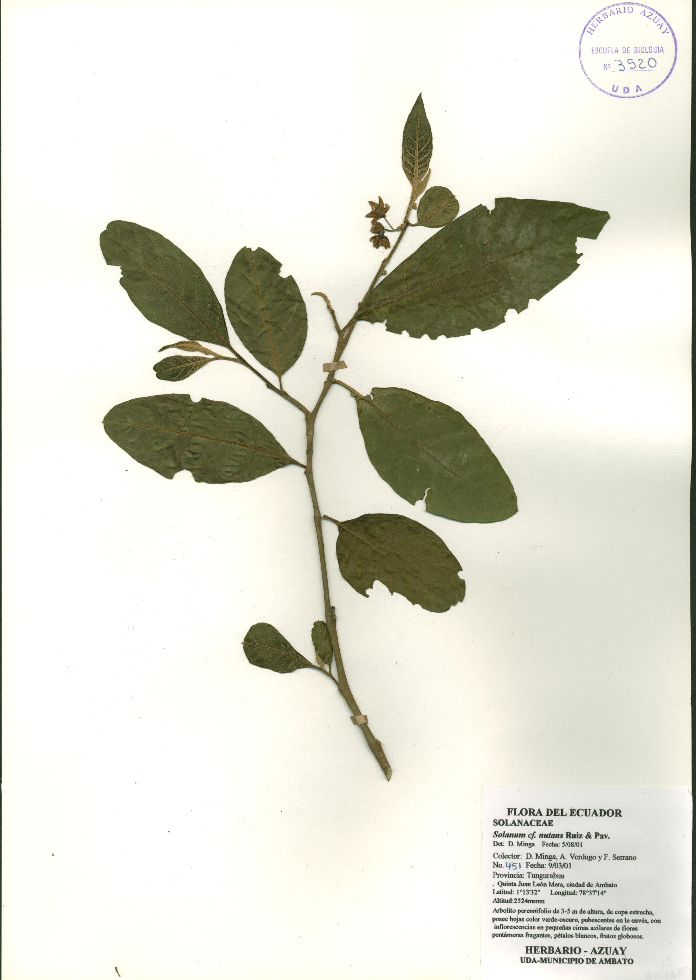 Solanum nutans Ruiz & Pav.