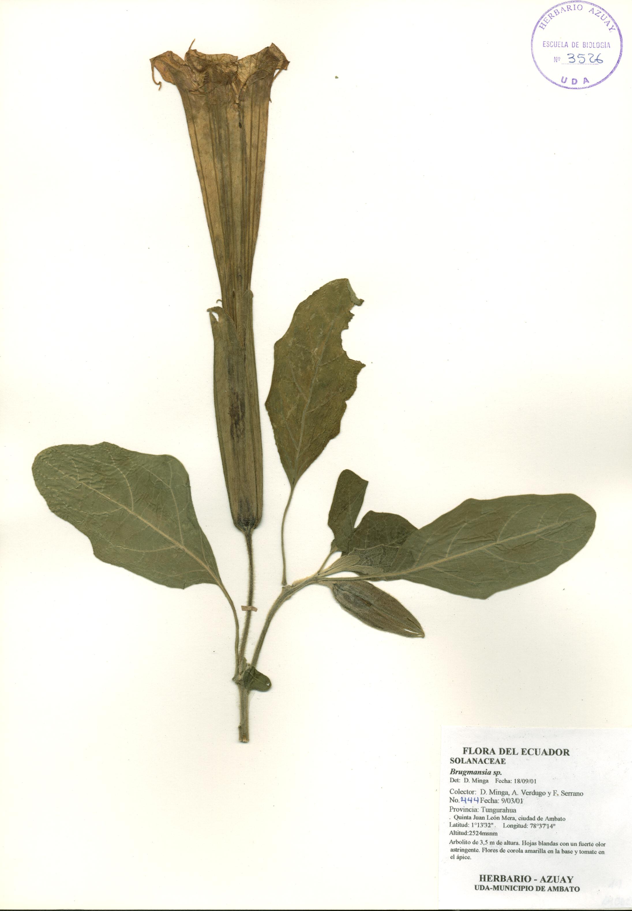 Brugmansia sp. SIN DETERMINAR