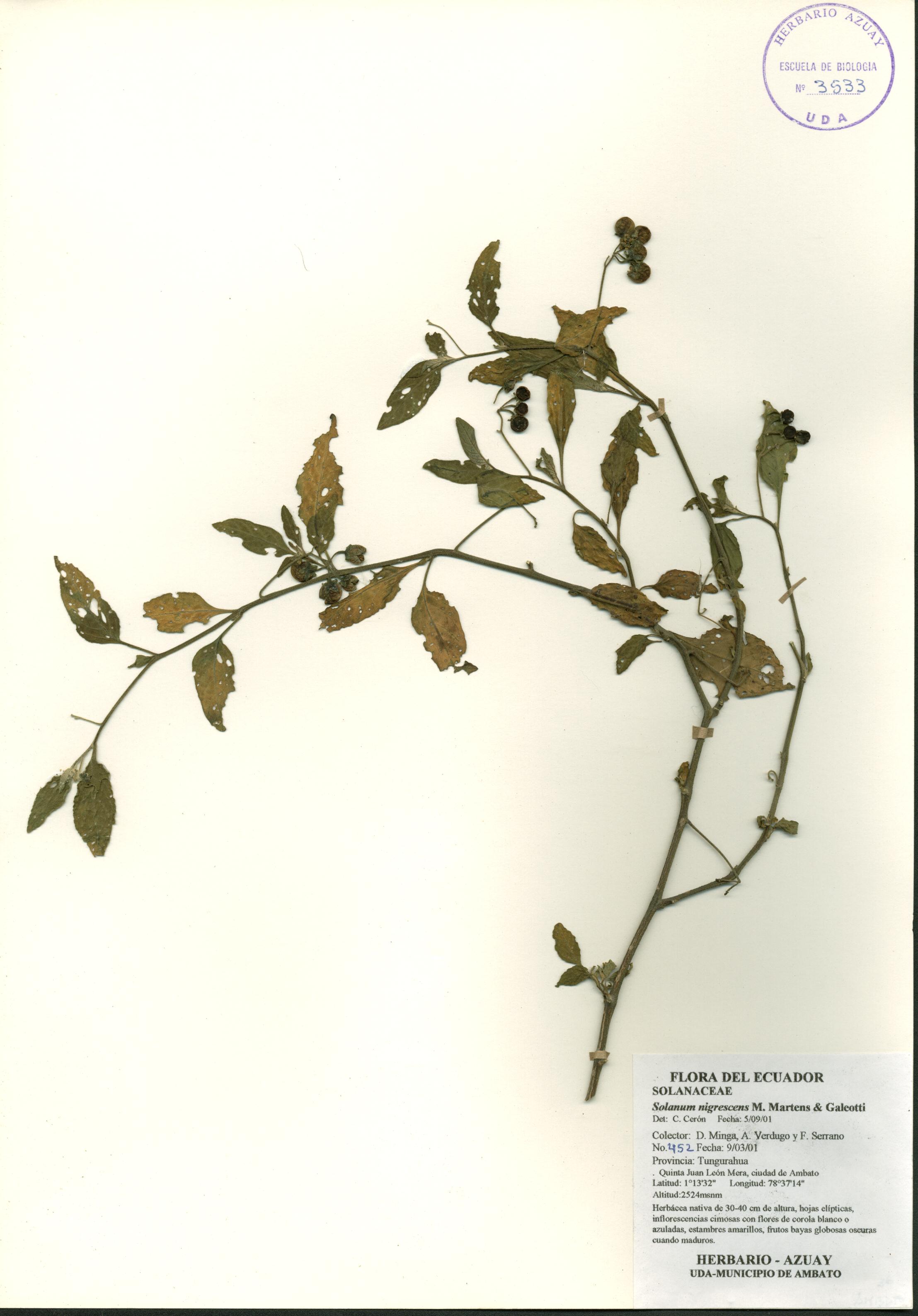 Solanum nigrescens M. Martens & Galeotti