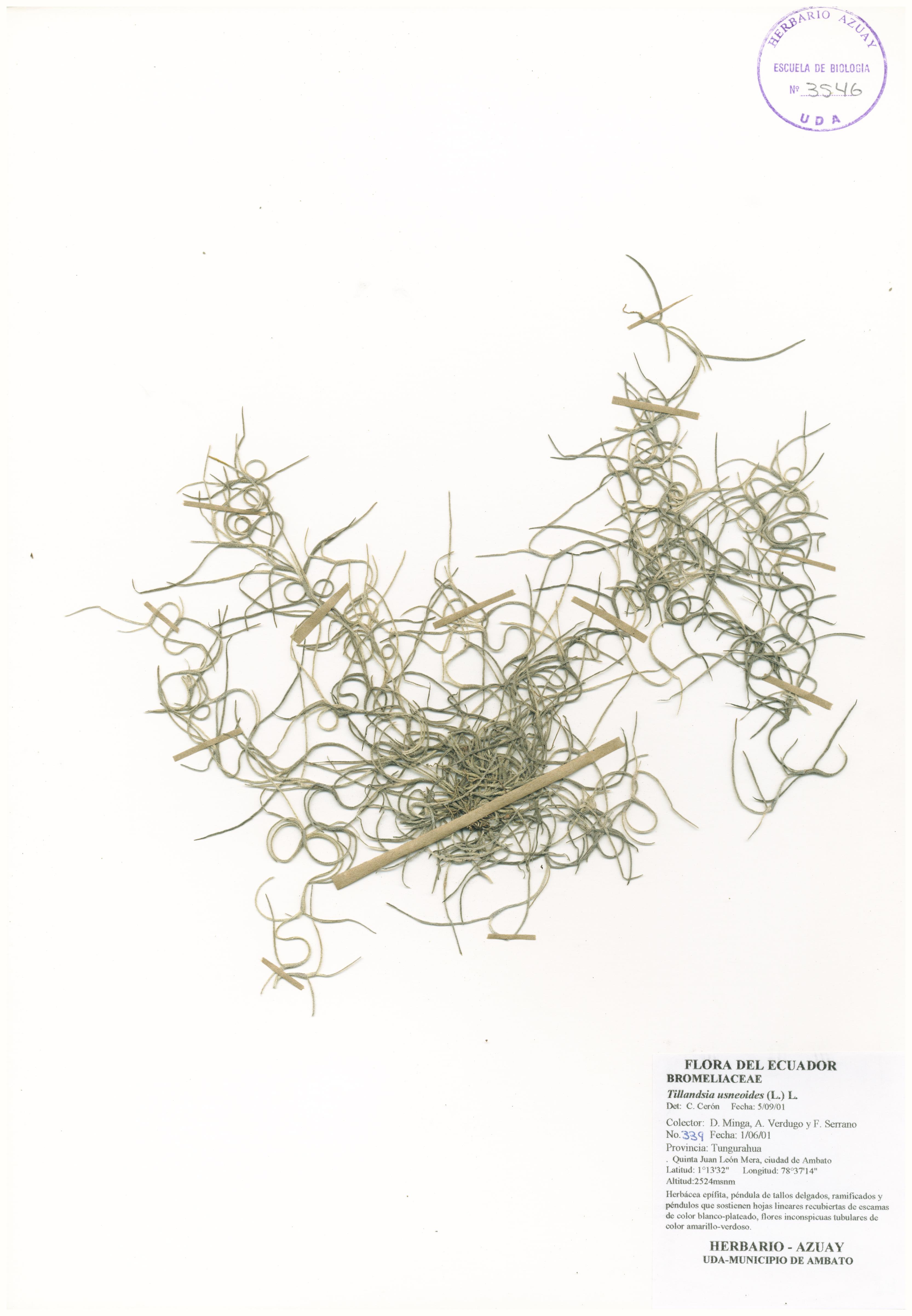 Tillandsia usneoides (L.) L.