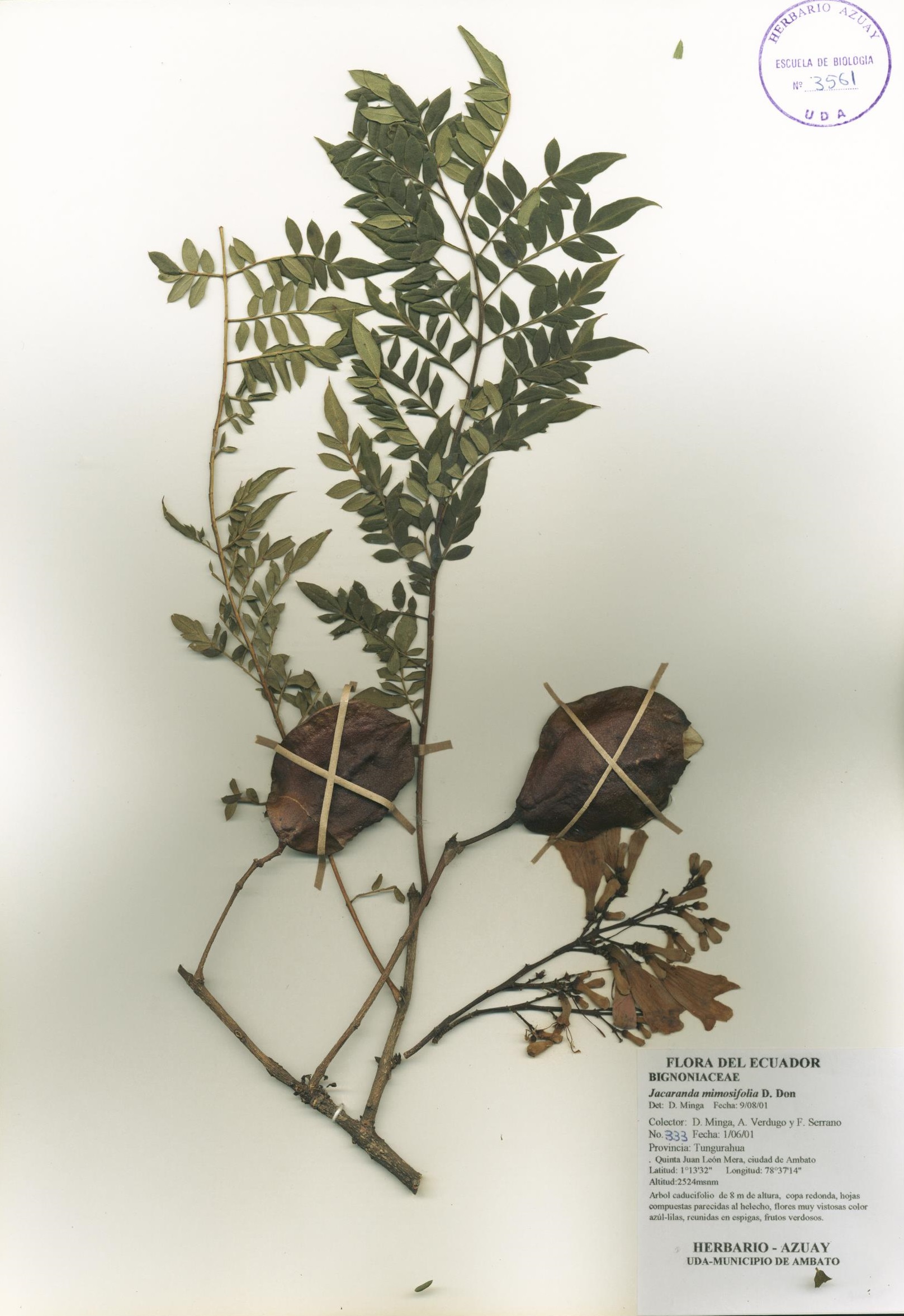 Jacaranda mimosifolia D. Don.