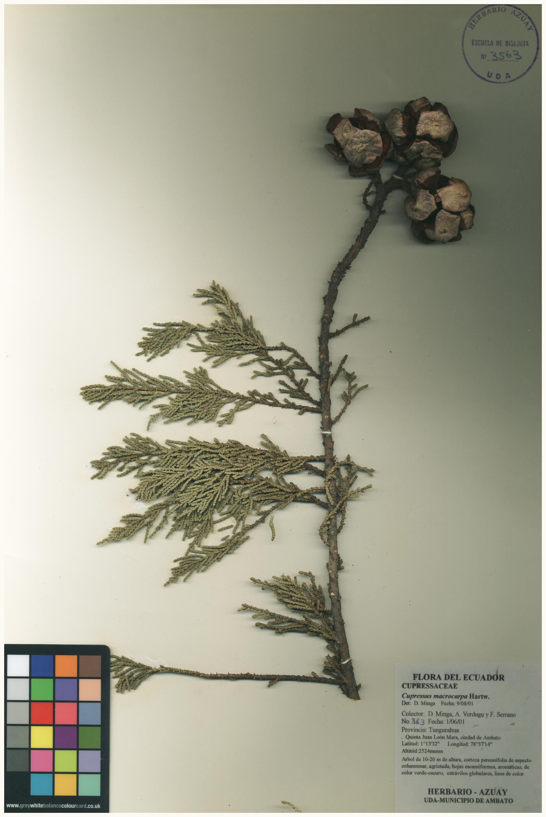 Cupressus macrocarpa Hartw.