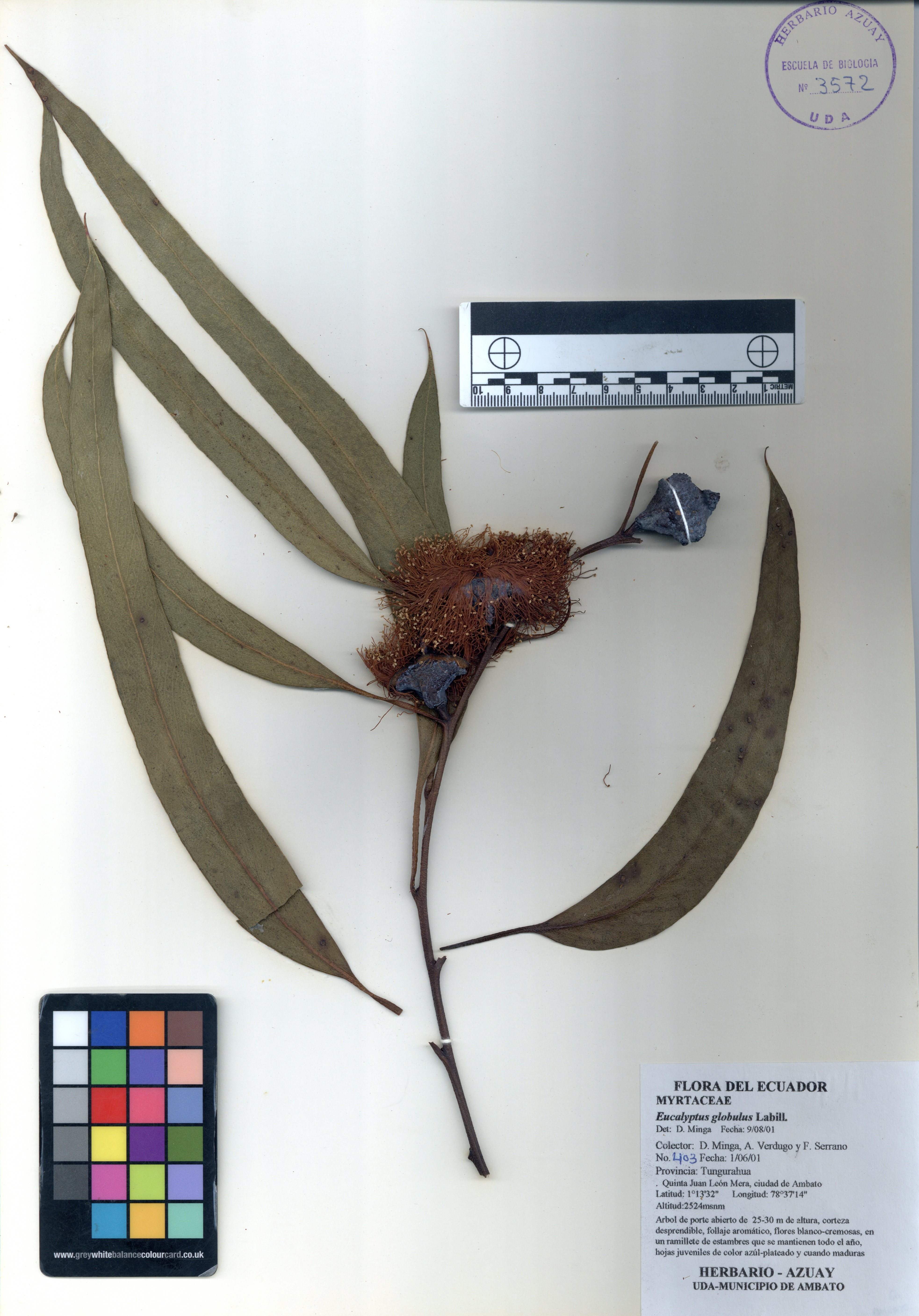 Eucalyptus globulus Labill.